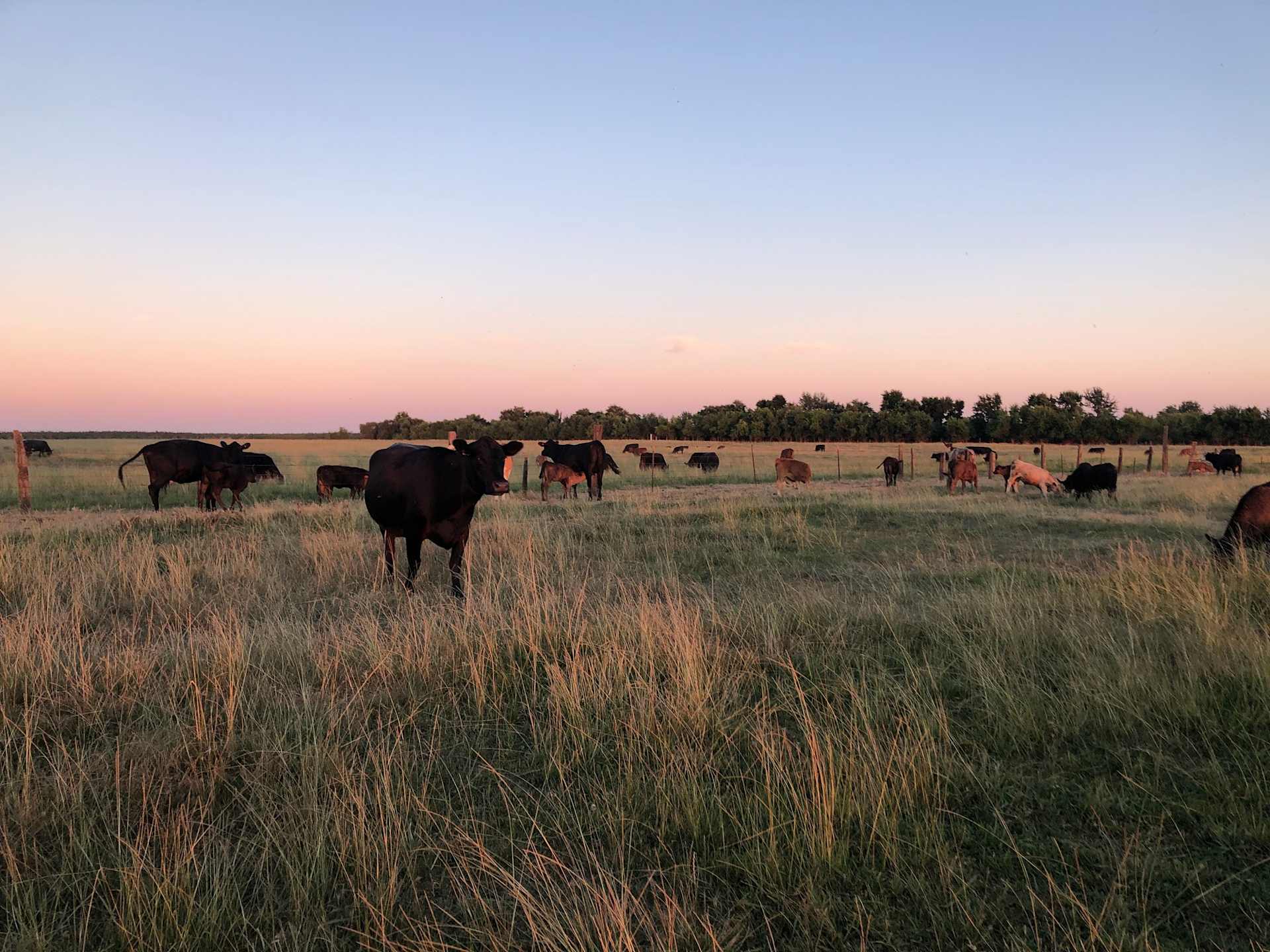 Cows