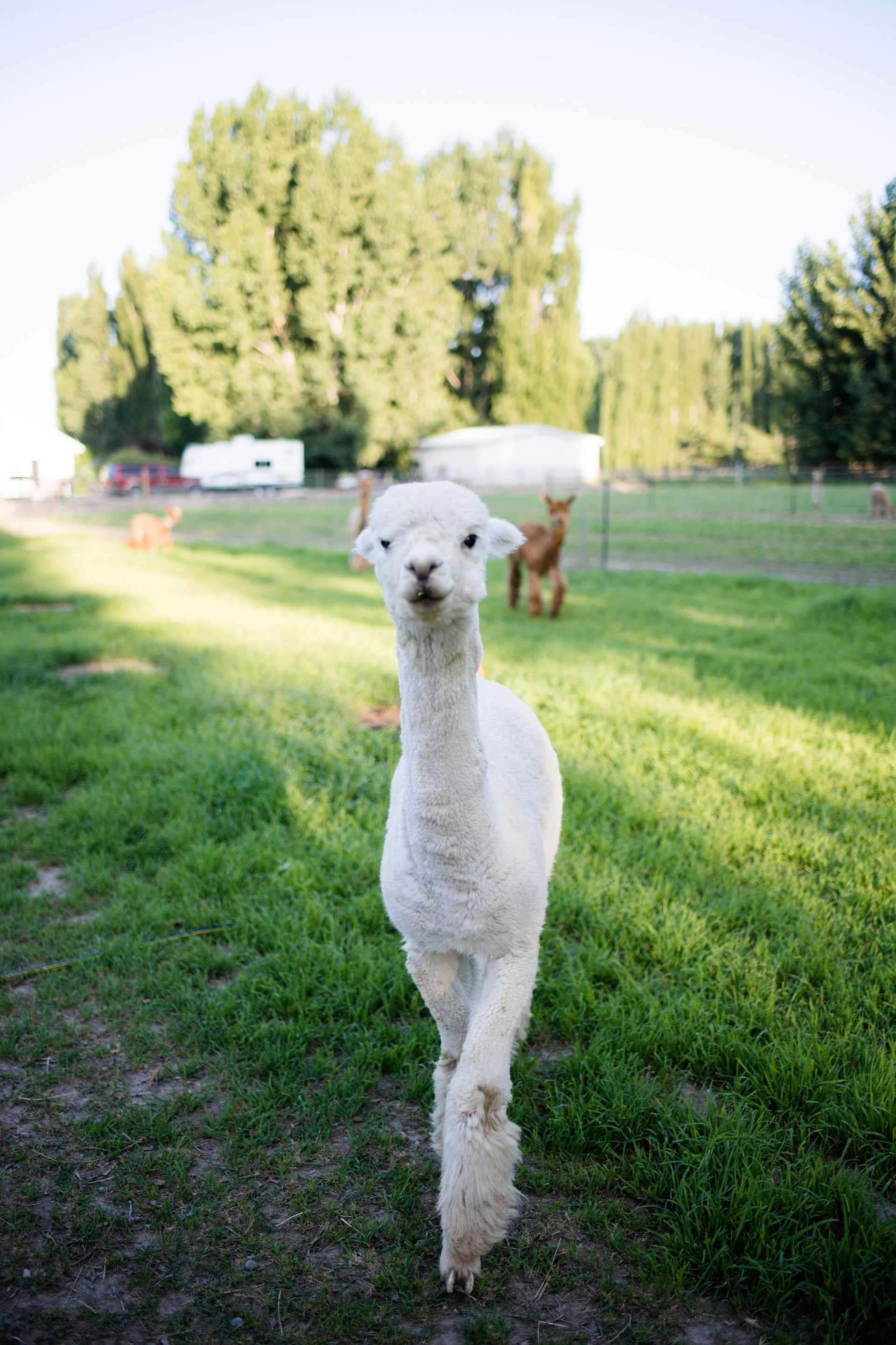 White Diamond is our Herd Sire.
