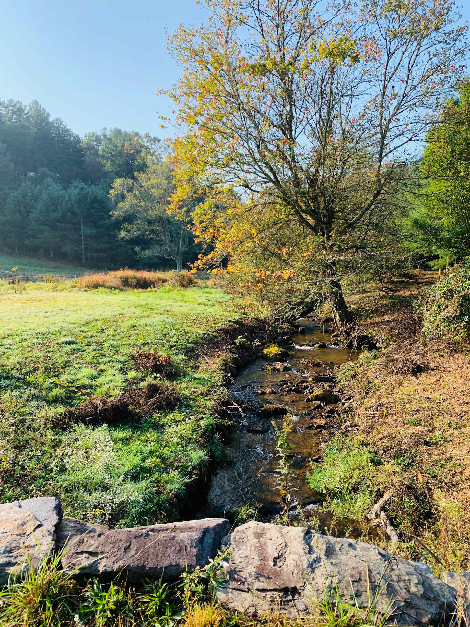 Our feisty creek