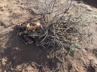 FREE Firewood, Mesquite to boot!
