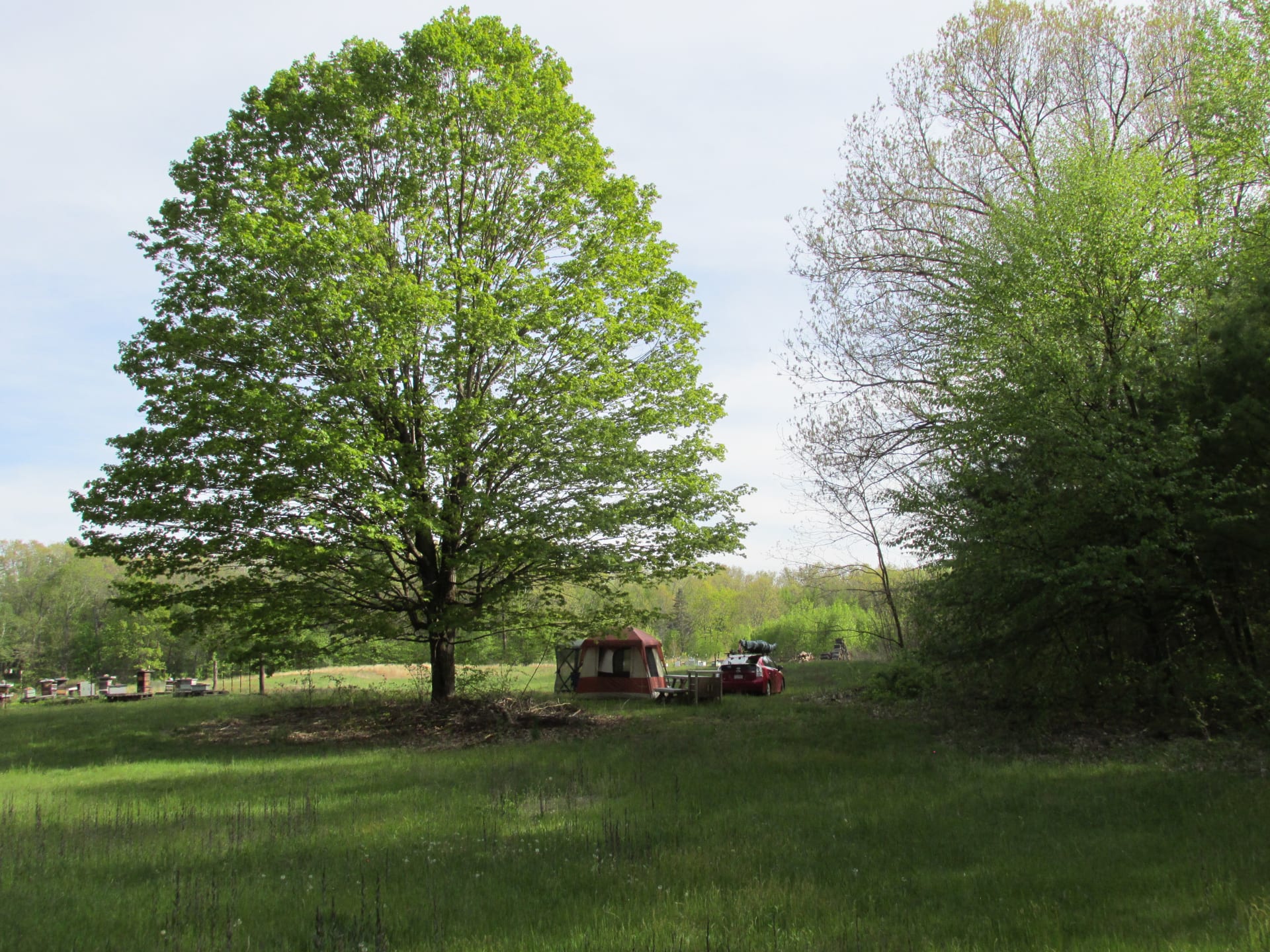 The maple tree, the meadow, and my tent site.