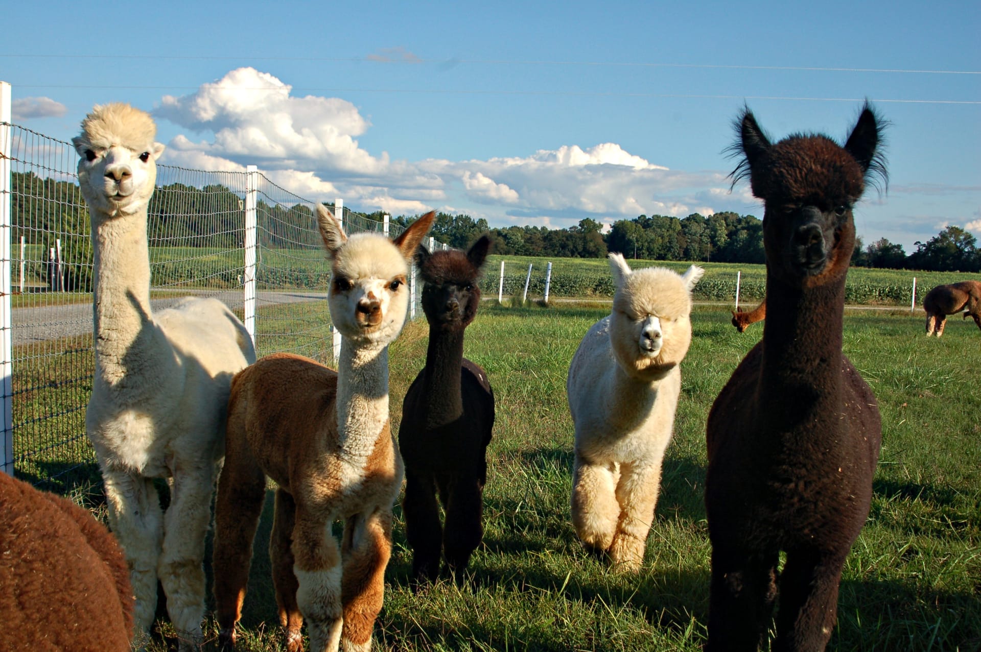 Alpaca Farm Hipcamp in Preston Maryland