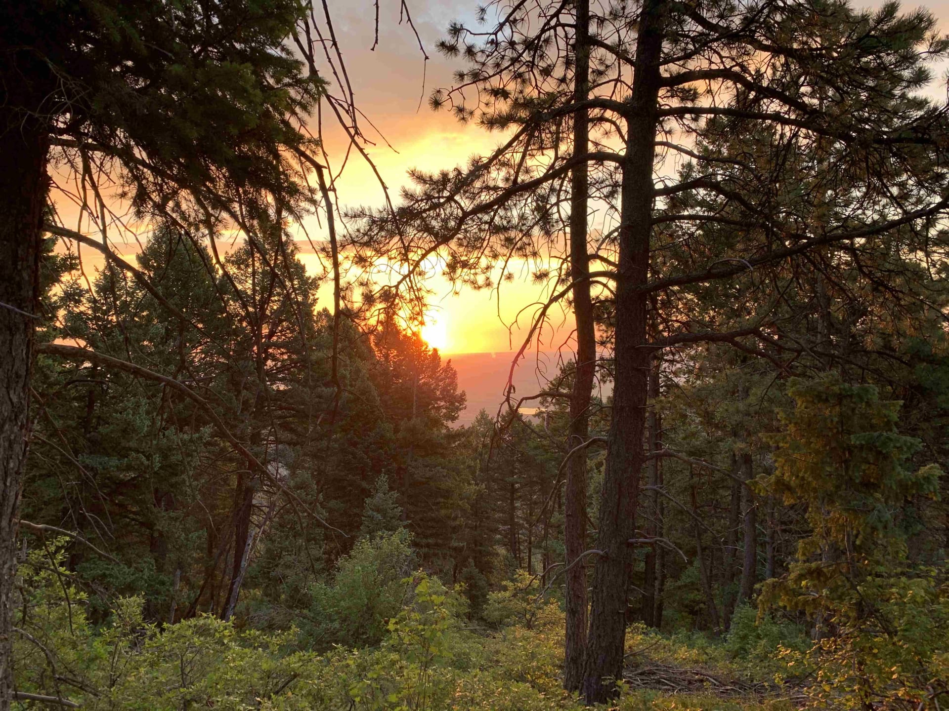 Sunrise through the forest, right by the campsite