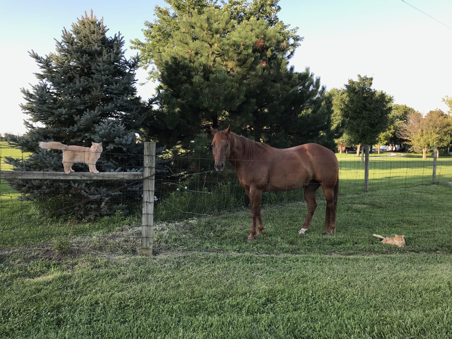 Leroy, George a American quarter horse and Lowell welcome you to Shalamar Farm! 