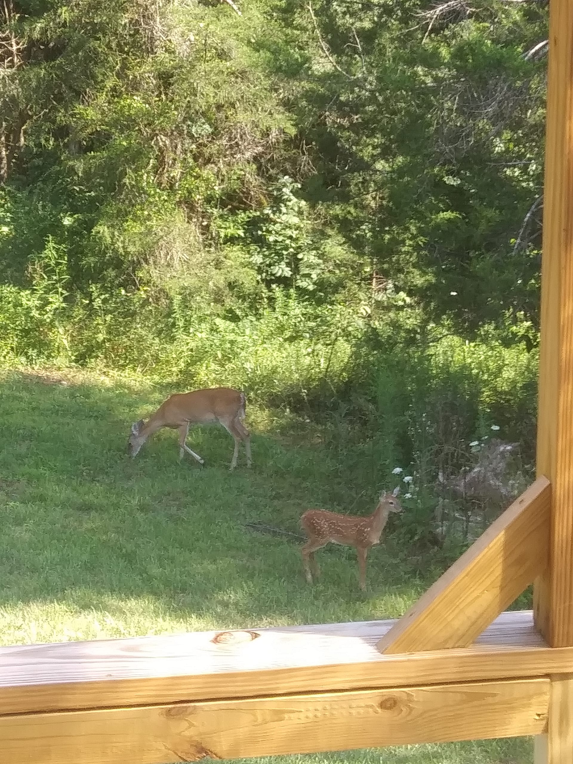 Neighbors stopped by to say hi