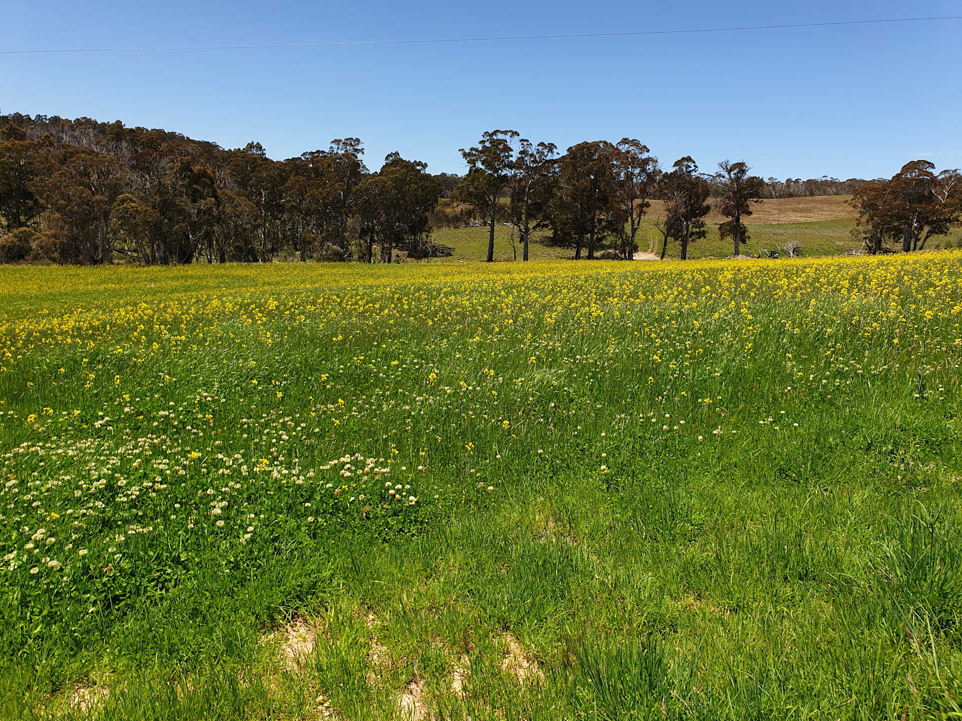 view across front paddock big change from last year.