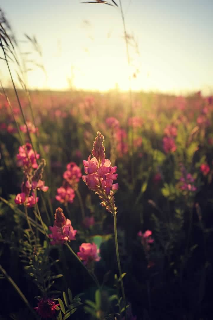 Picture of the Land