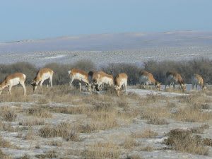 Pronghorn graze our property and the surrounding fields all along Highway 86 - you'll be sure to catch a view of them if you keep your eyes open!