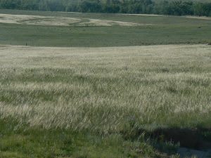Picture of the Land