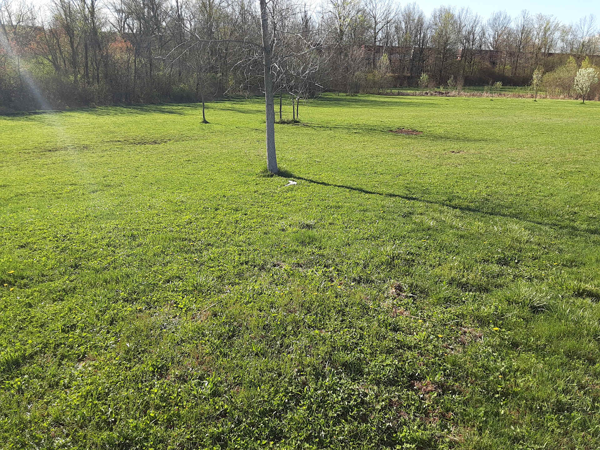 Meadow by the Pond - Photo 3