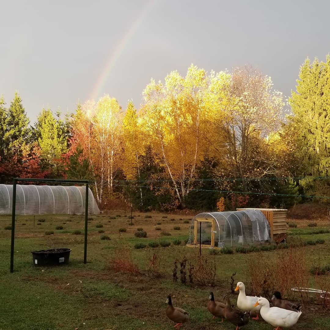 Livestock & rainbows. 