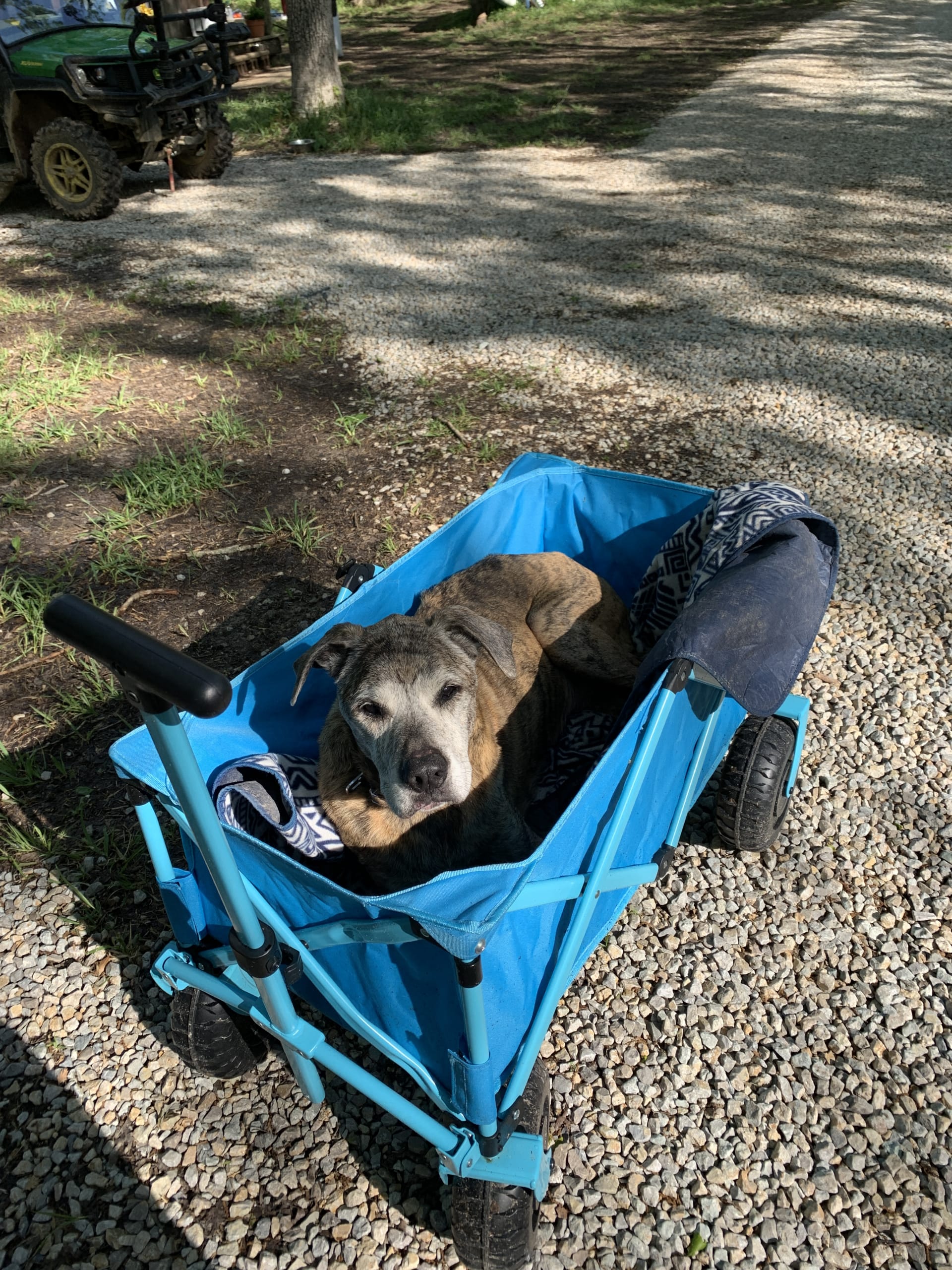 se permiten perros en los parques estatales de missouri stzte park campgrounds