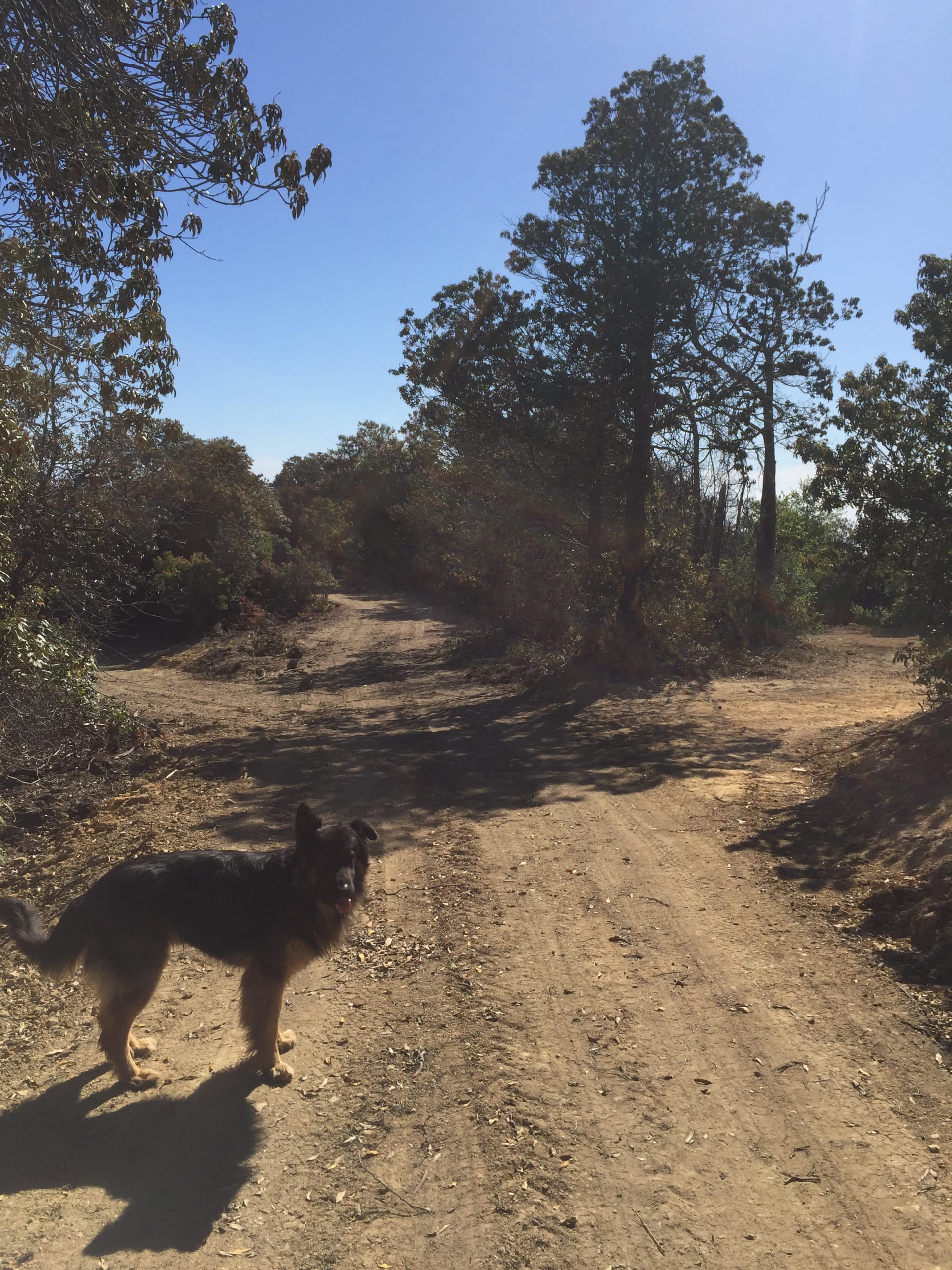 Discover the best dog friendly campgrounds near Santa Cruz California