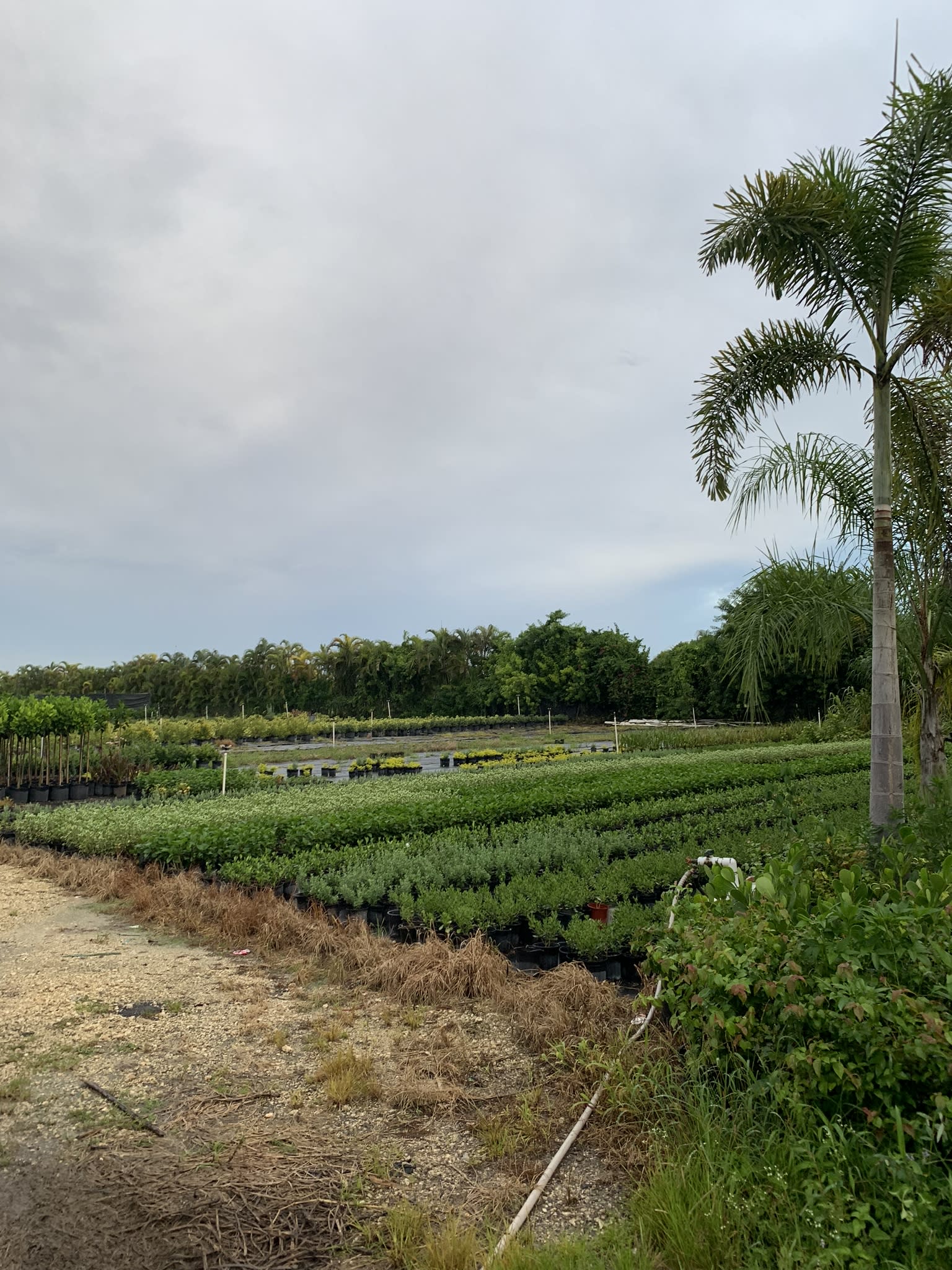 Frogs Pad 🐸 - Hipcamp in Homestead, Florida