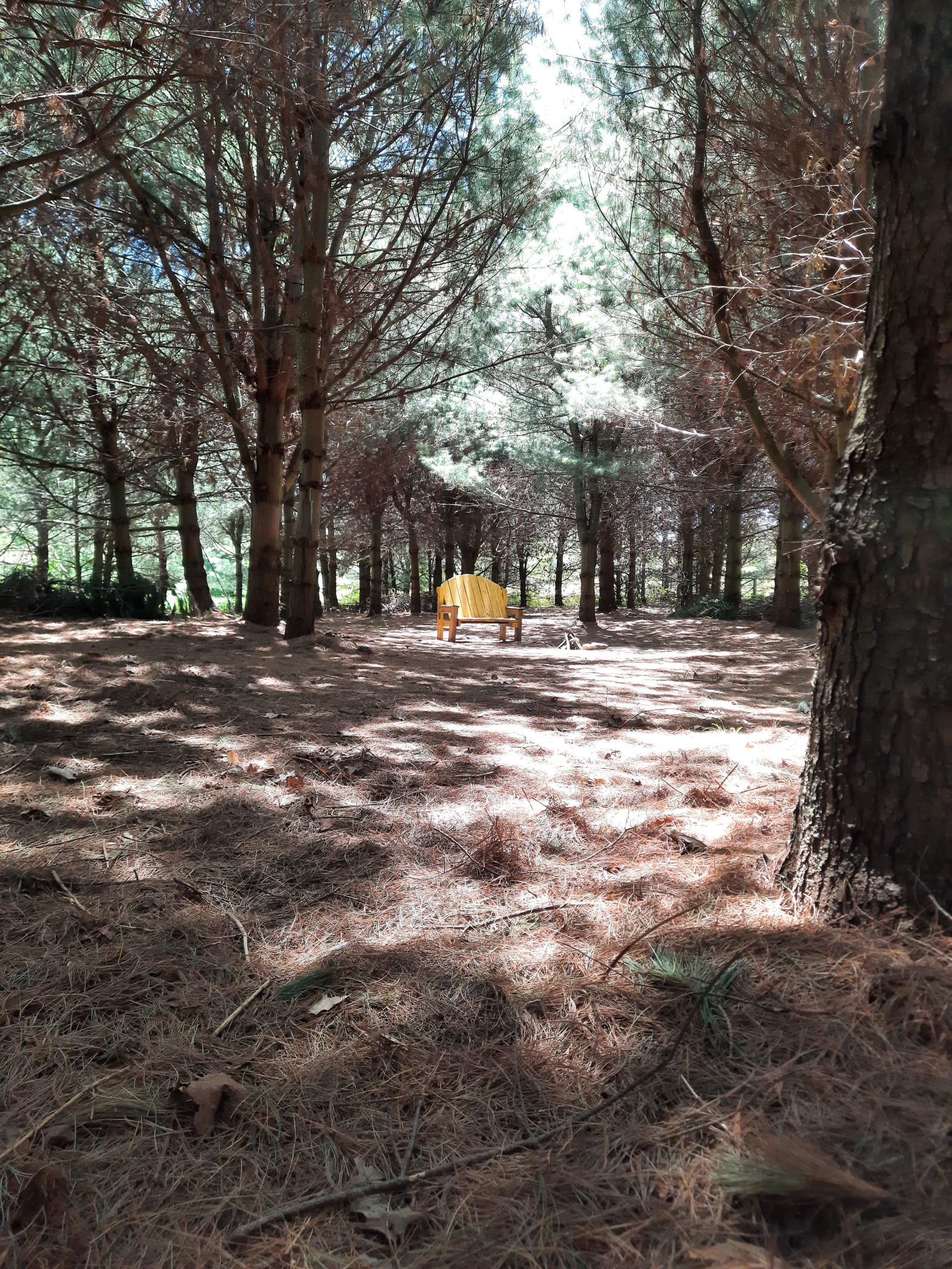 Site 1: Lots of private space under the trees