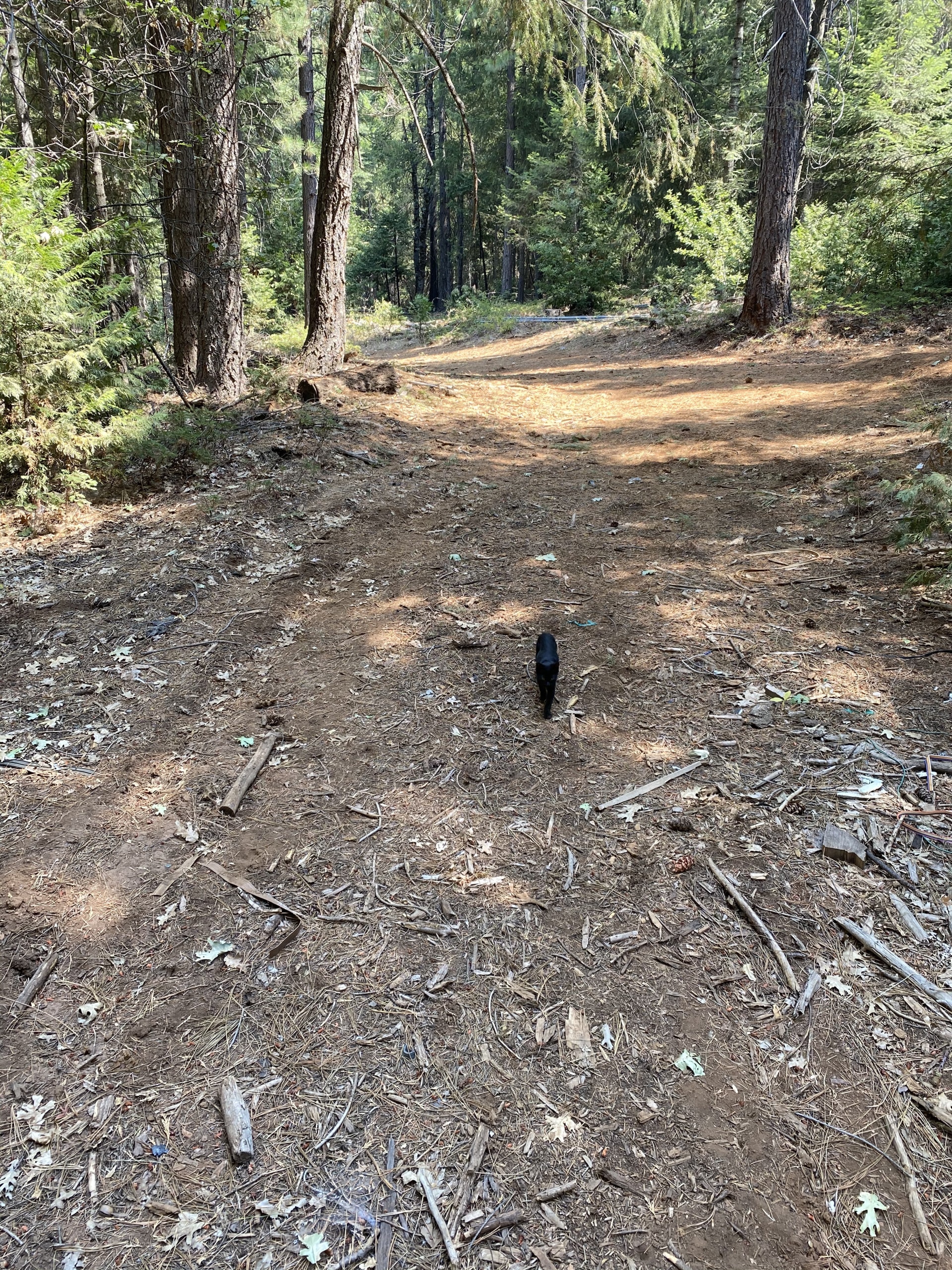 Sugar Pine ~ Long site which will also accommodate an RV and tents.  Fire pit and Firewood included. Fires subject to fire safety conditions. 
