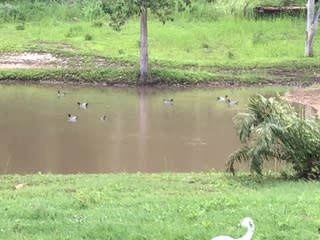 Waterhole adjacent to camp ground with native ducks
