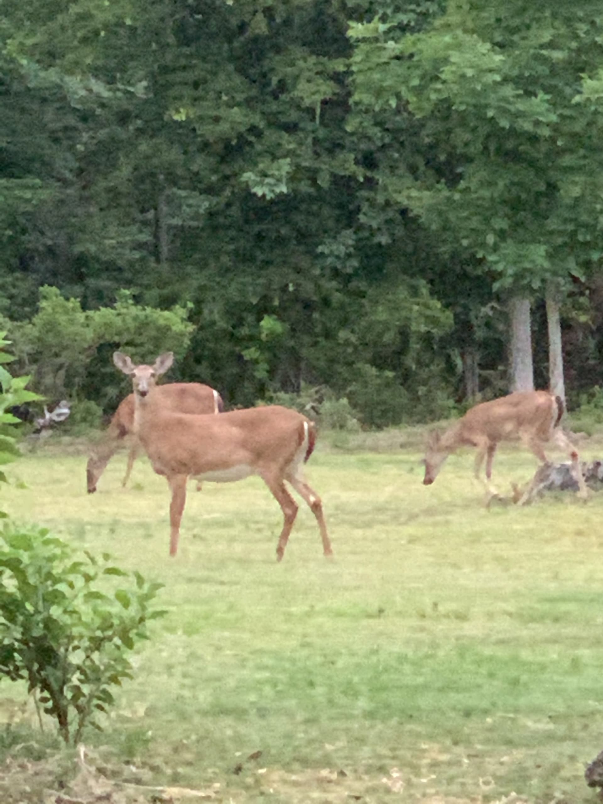 Deer graze just outside of the yard morning and evening. 