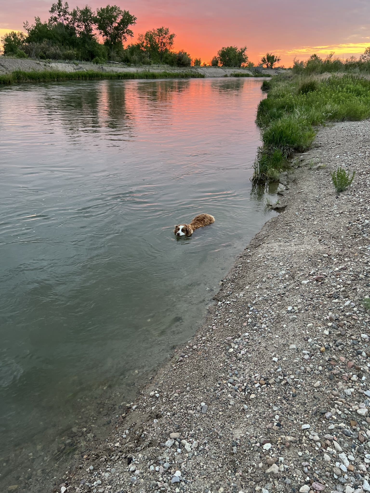 Our pups love to cool off in the river