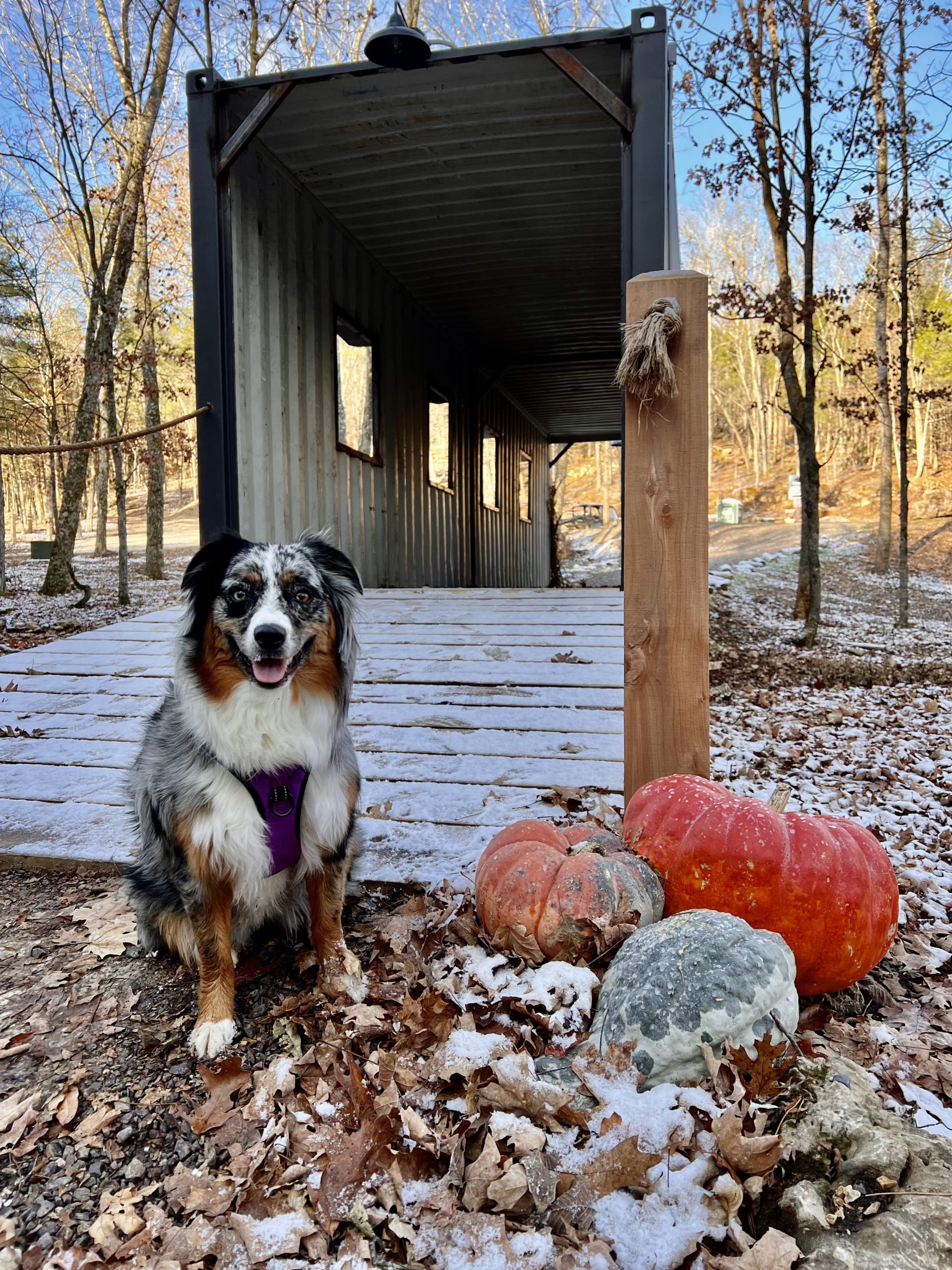 se permiten perros en los parques estatales de missouri stzte park campgrounds