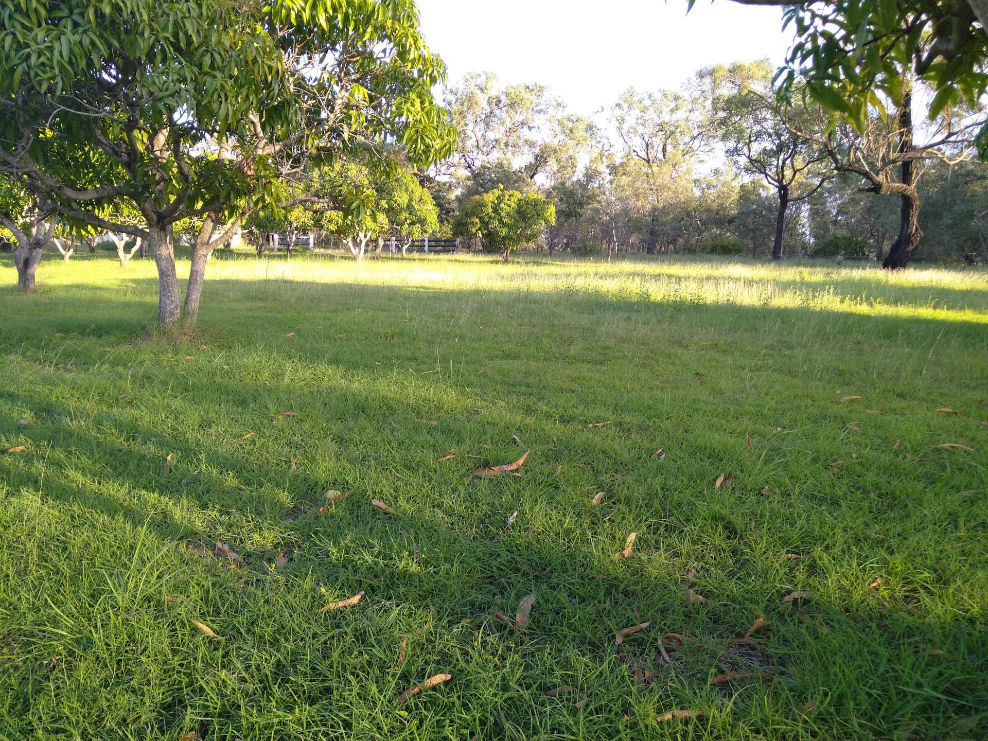 The Mango ranch - Photo 2