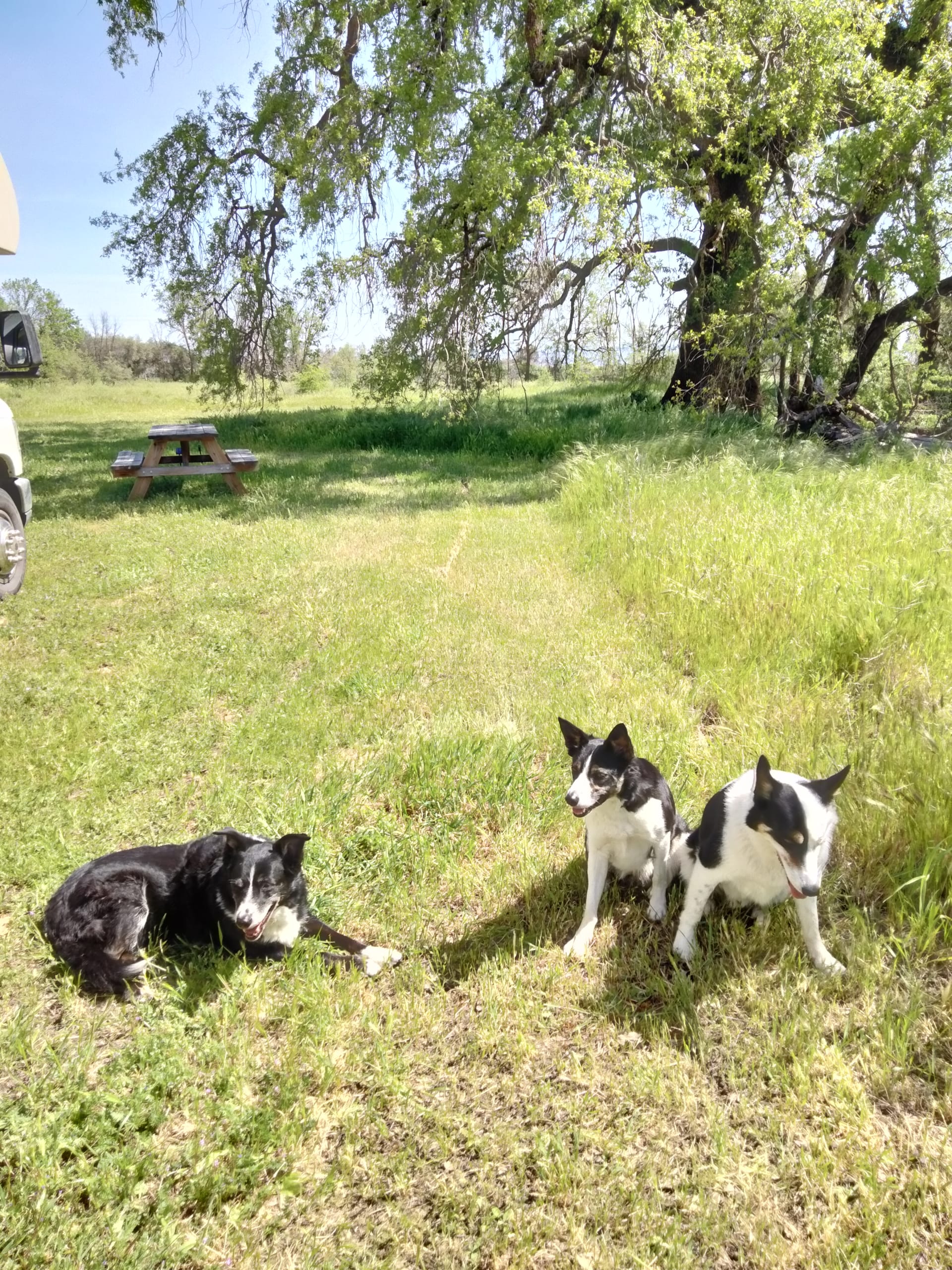 Dog Friendly Campgrounds