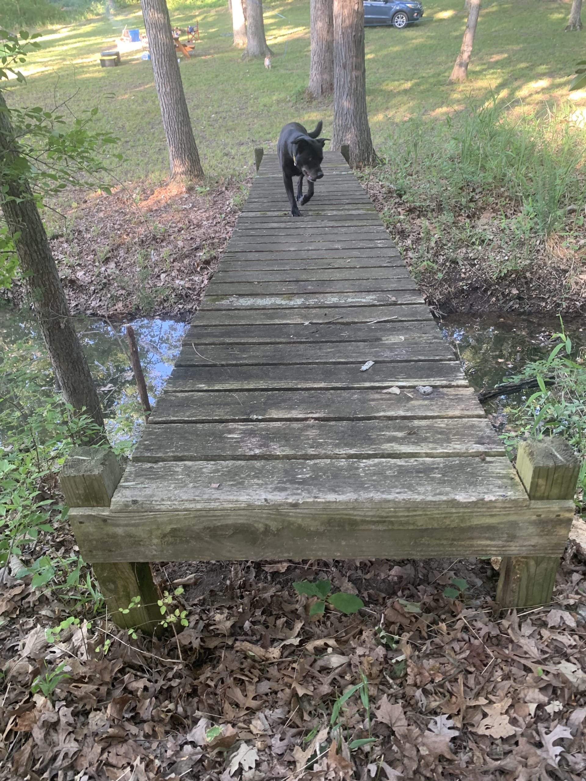 se permiten perros en los parques estatales de missouri stzte park campgrounds