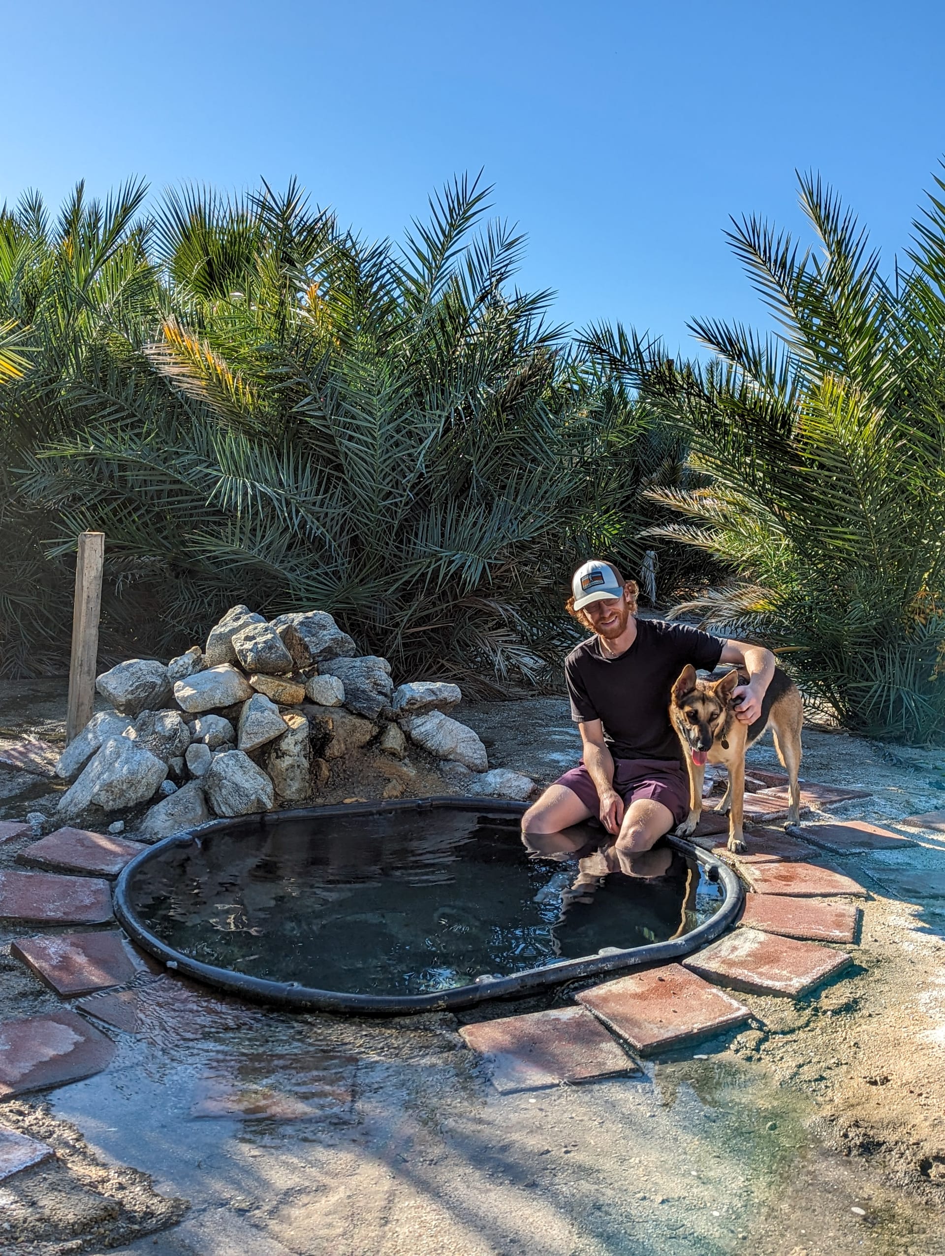 Date Palm  Star Nursery Garden and Rock Centers