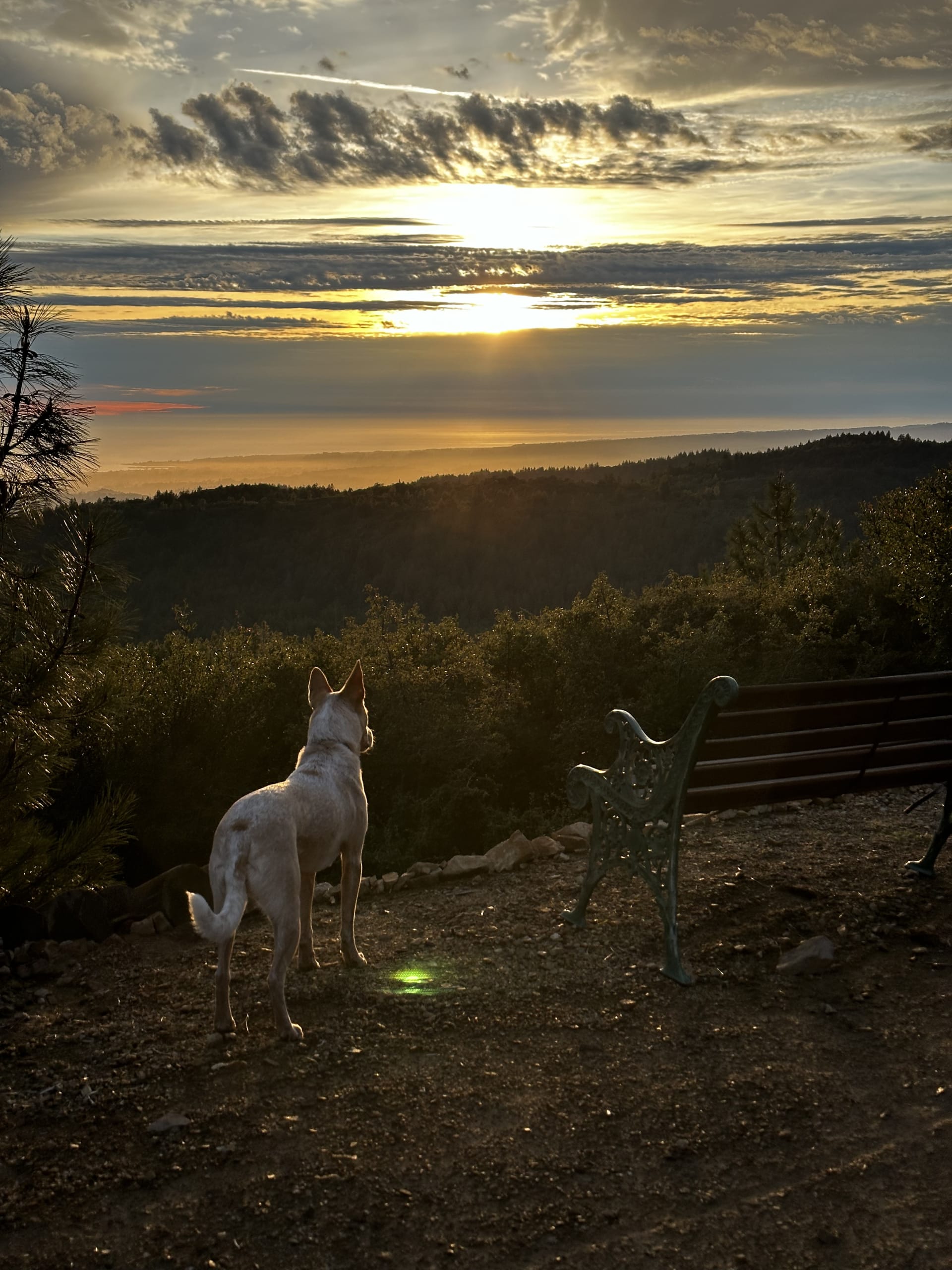 Discover the best dog friendly campgrounds near Santa Cruz California