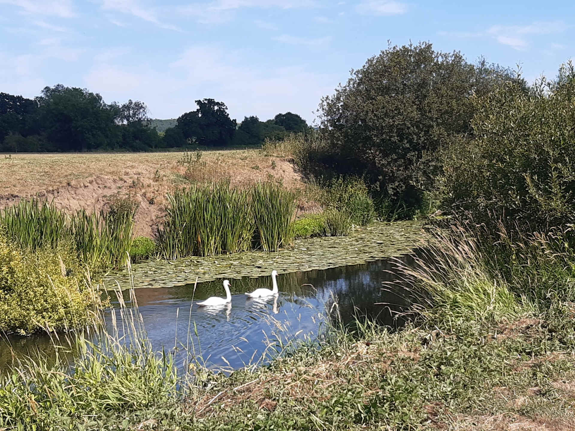Picture of the site