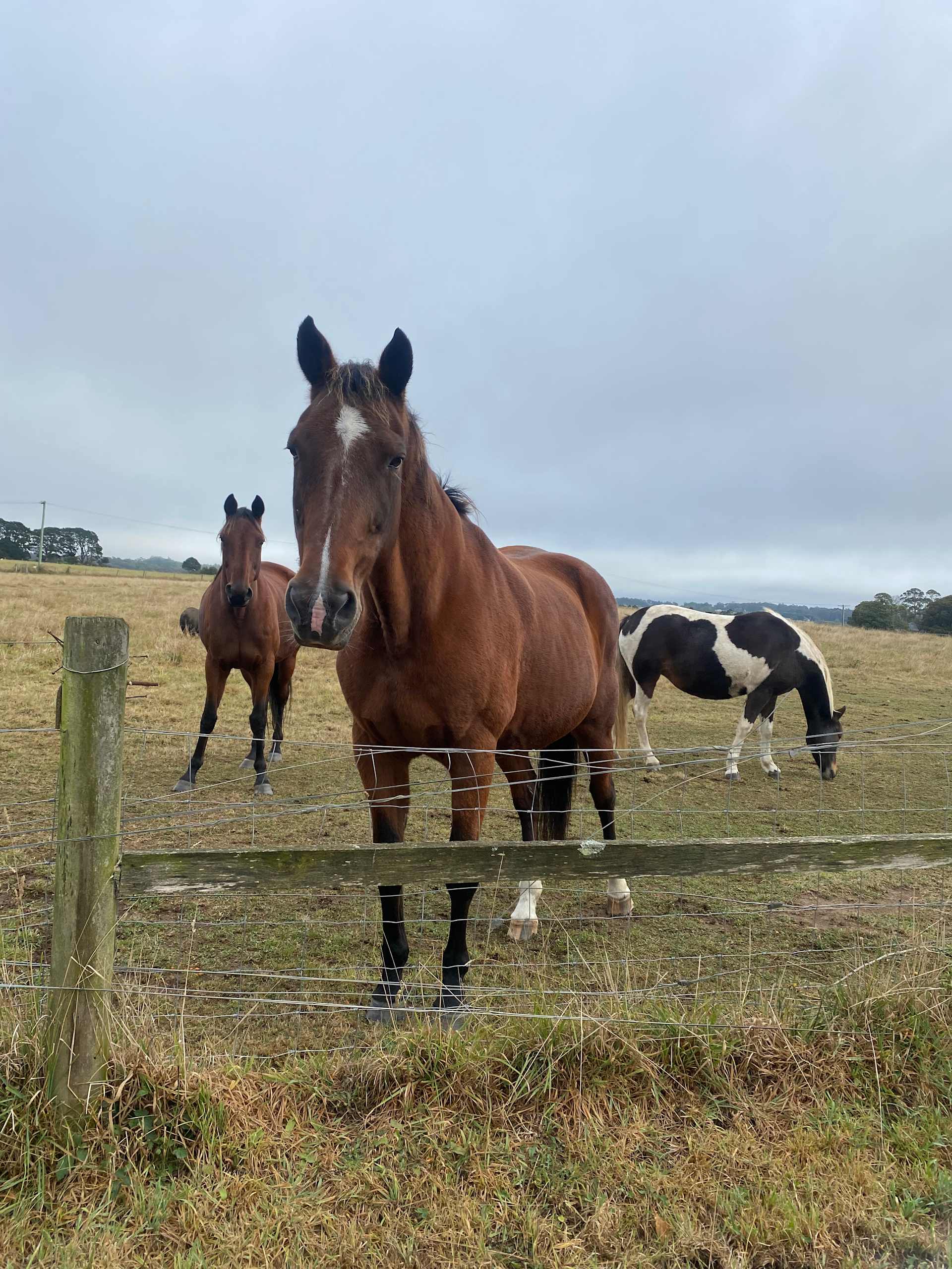 Triple R’s Rescue Farm - Photo 3