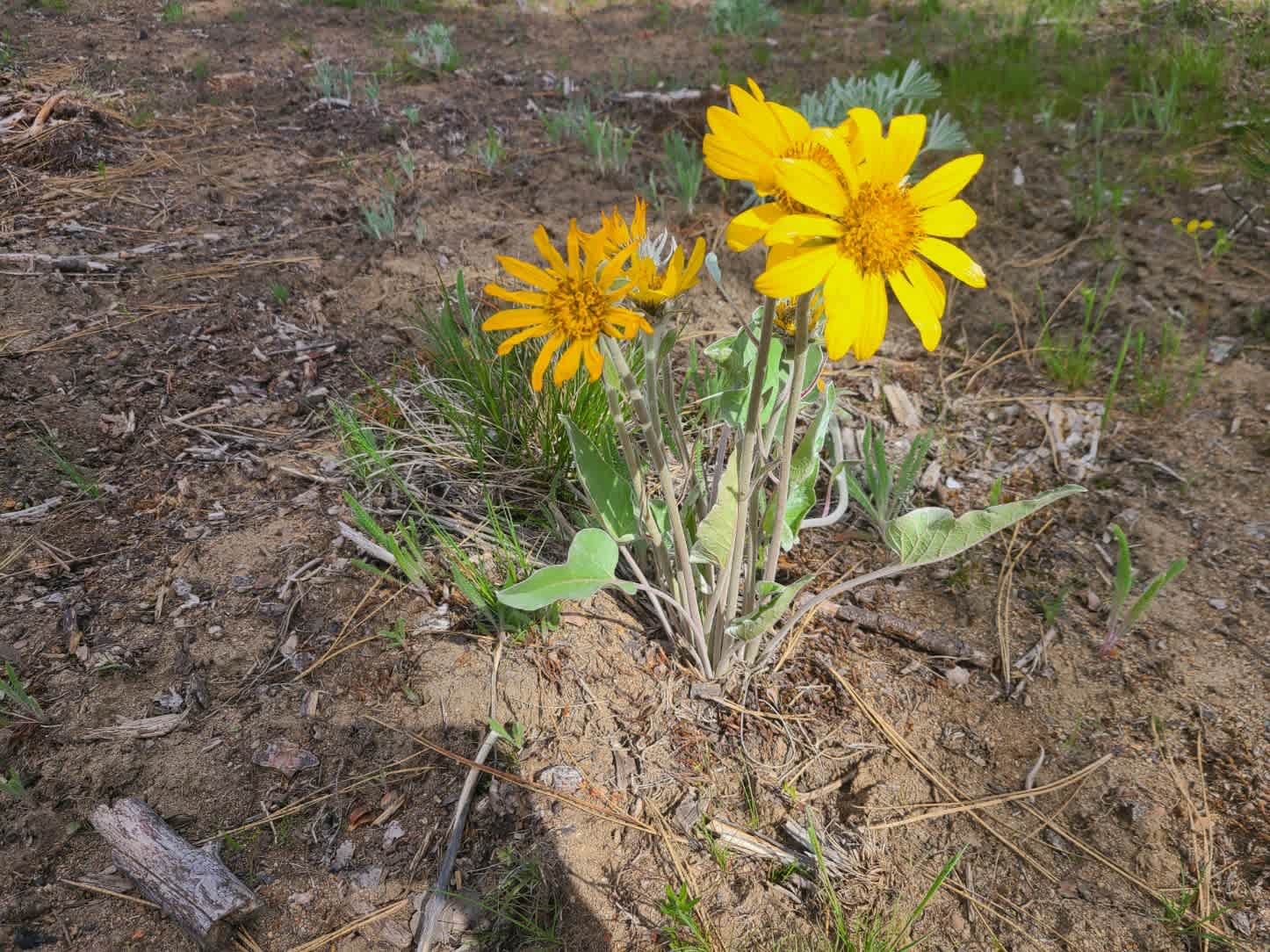 Mysty Meadows — photo 3