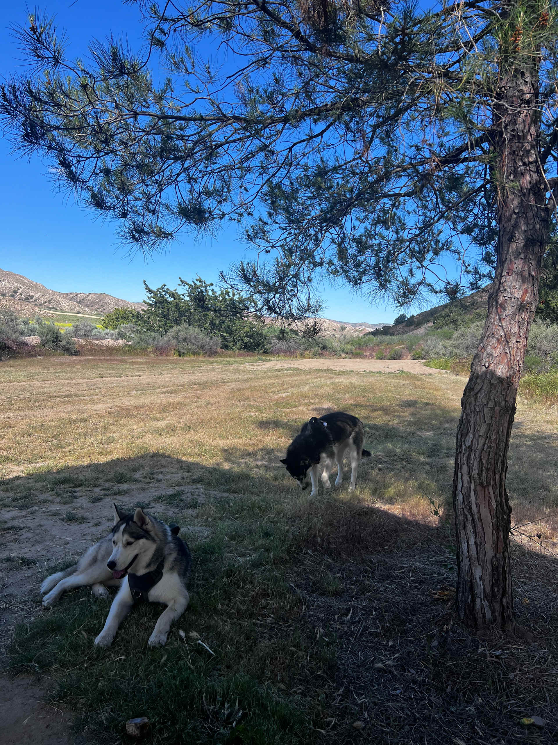 Picture of the site