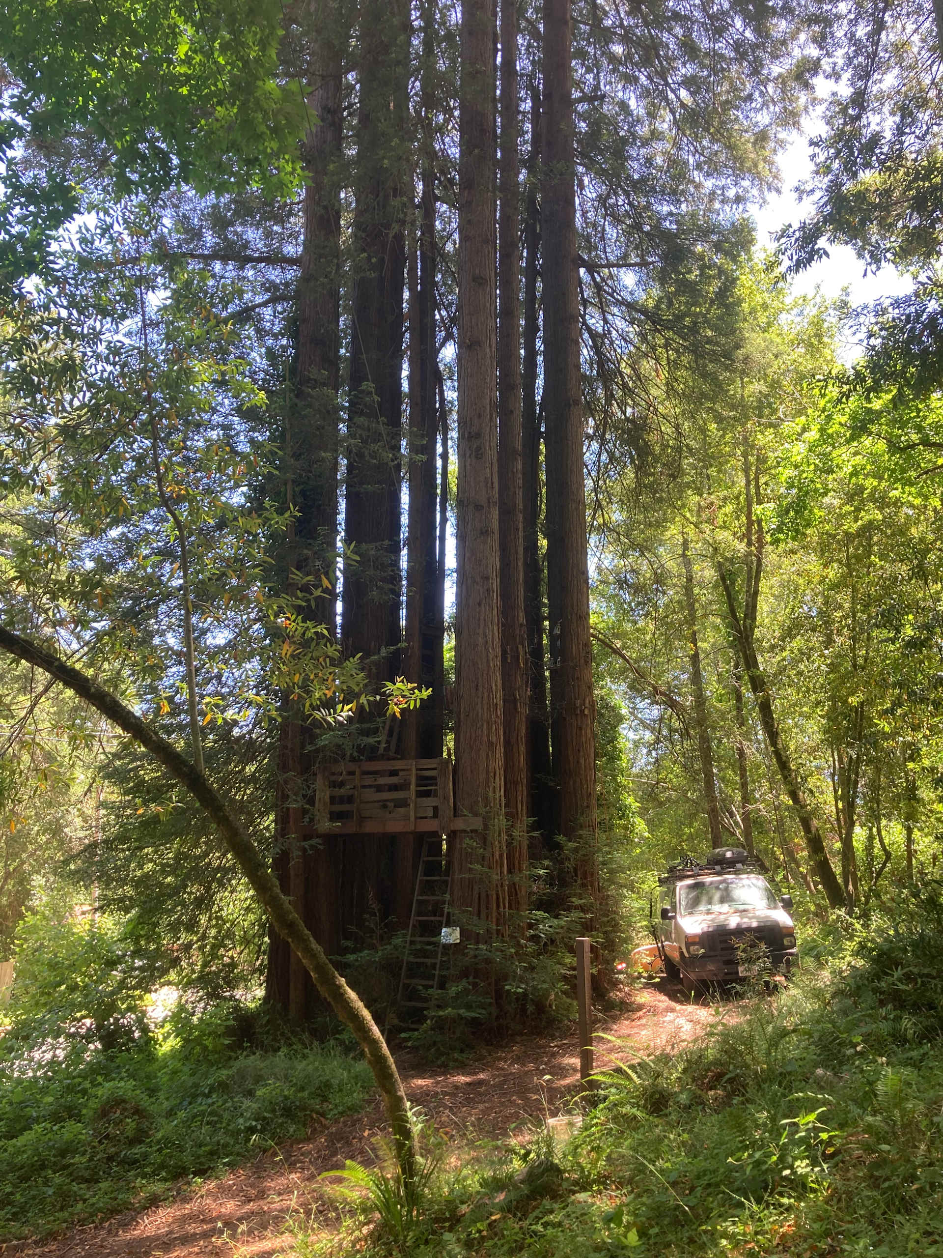 Sleep Up High In A Redwood Tree-net