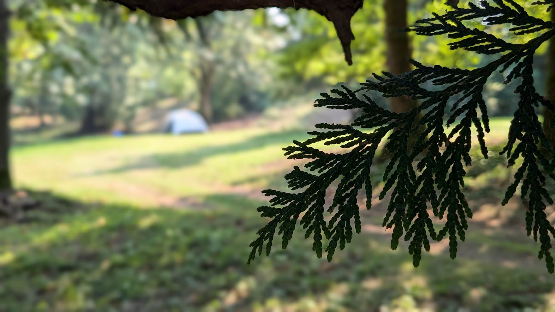 Sasquatch Acres Basecamp - Photo 2