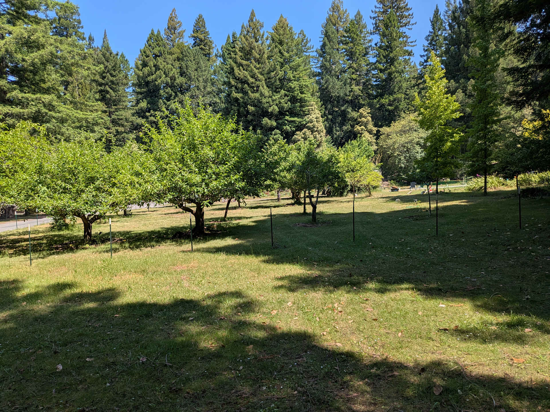 Fruit and nut orchard