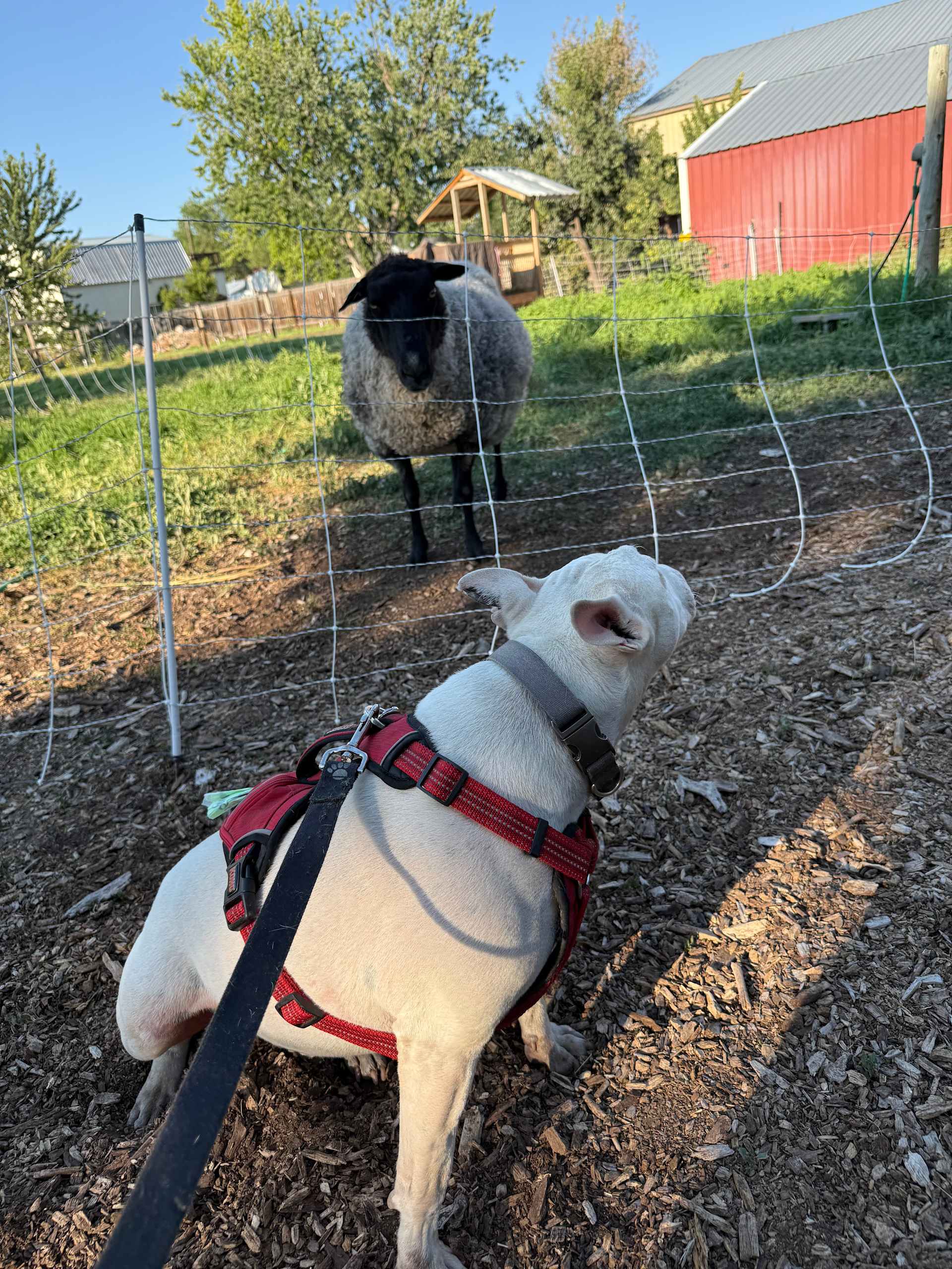 Making new friends