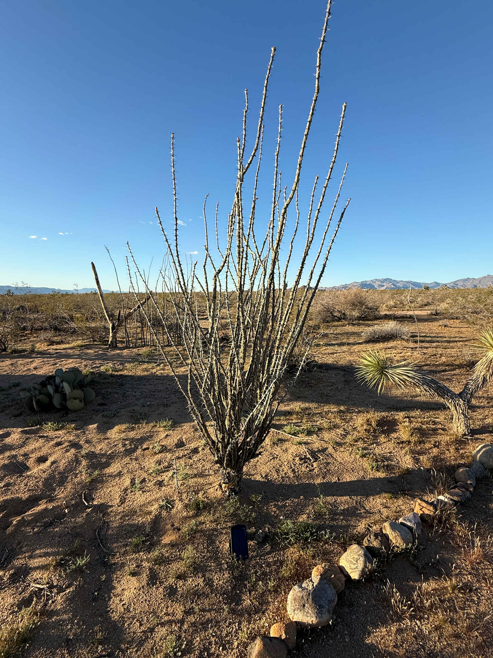 Magic in the Mojave