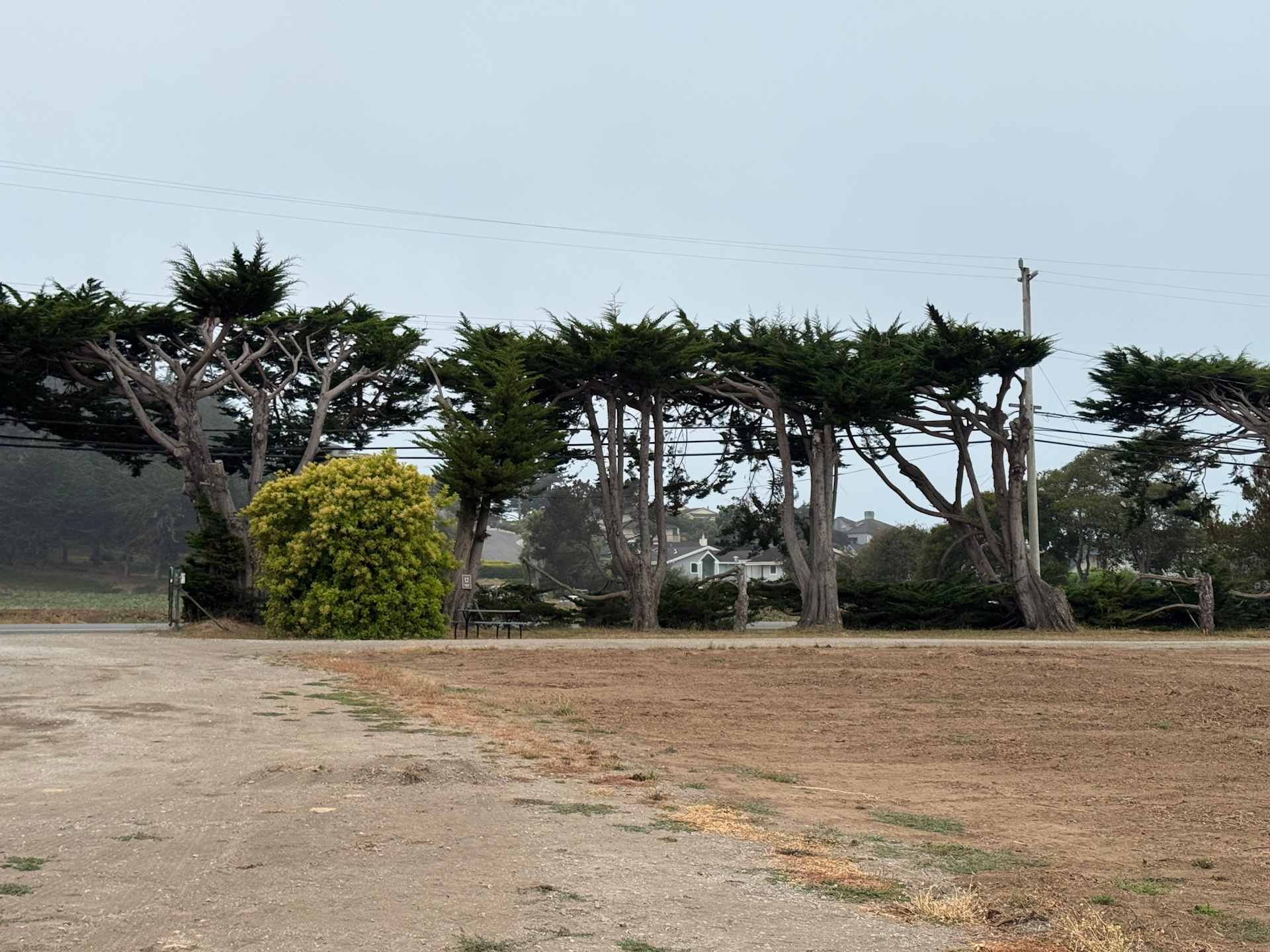 Driveway and trees by the road