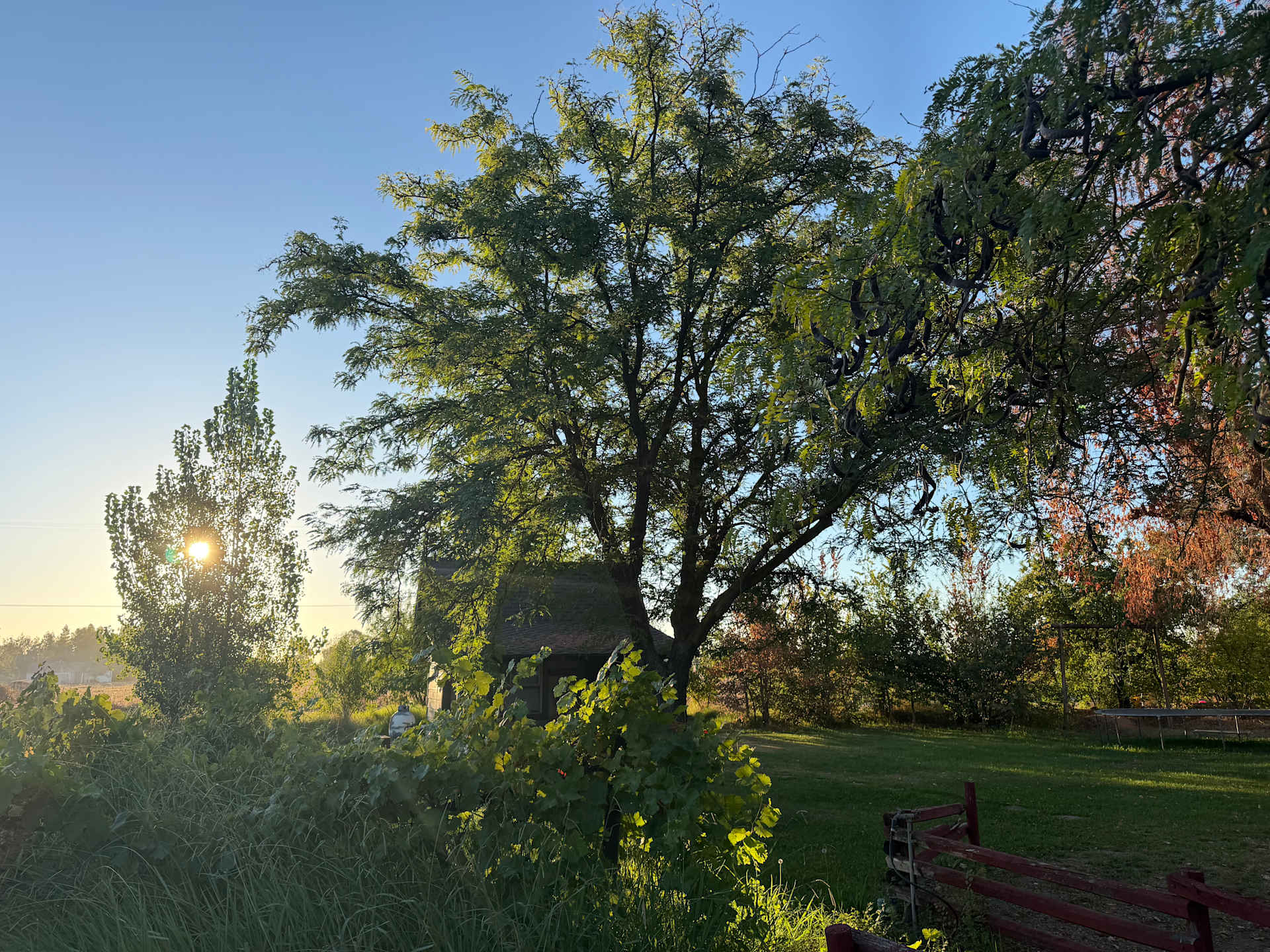 The Foxes  Family Farm