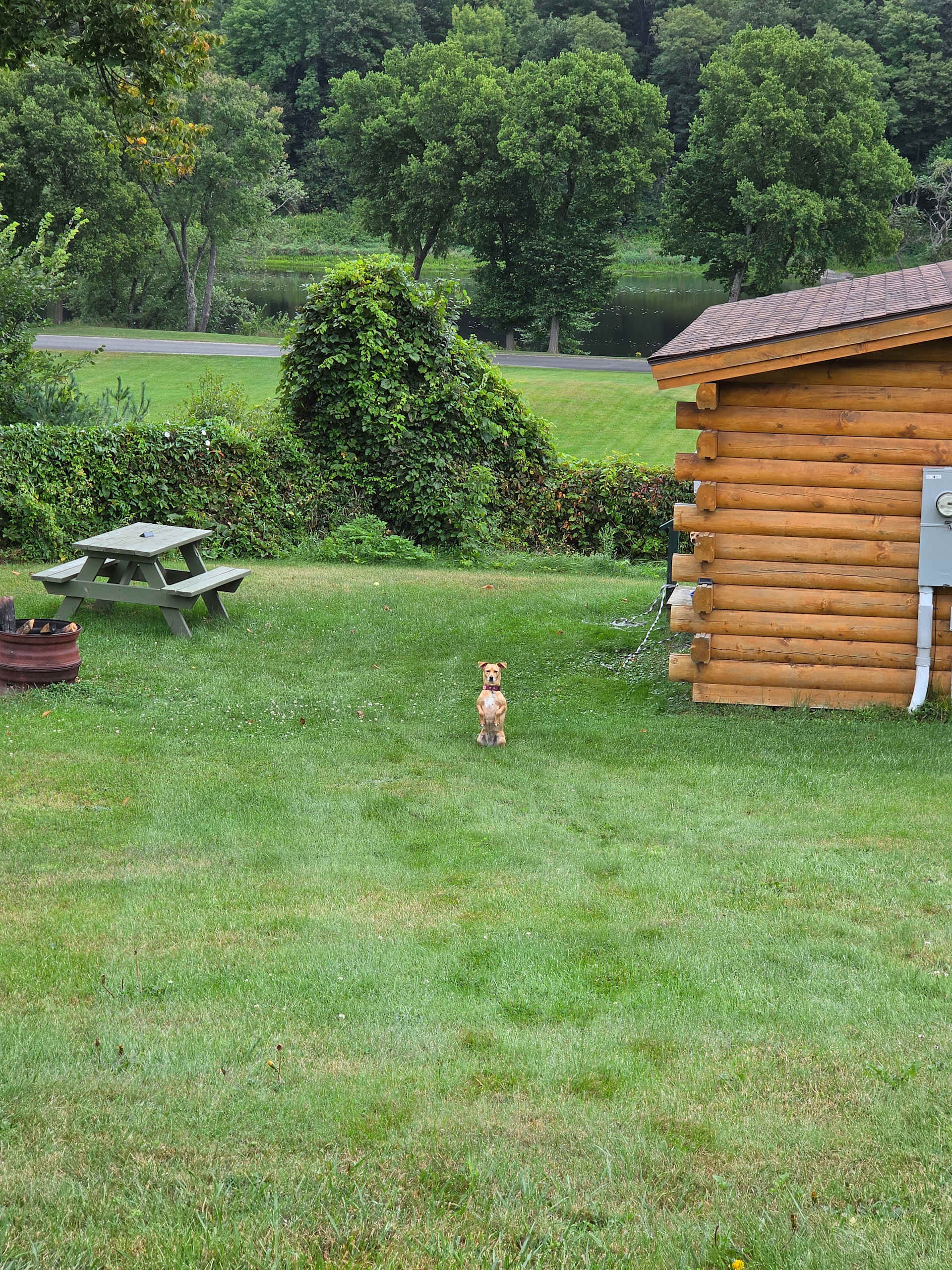 Pup approval!