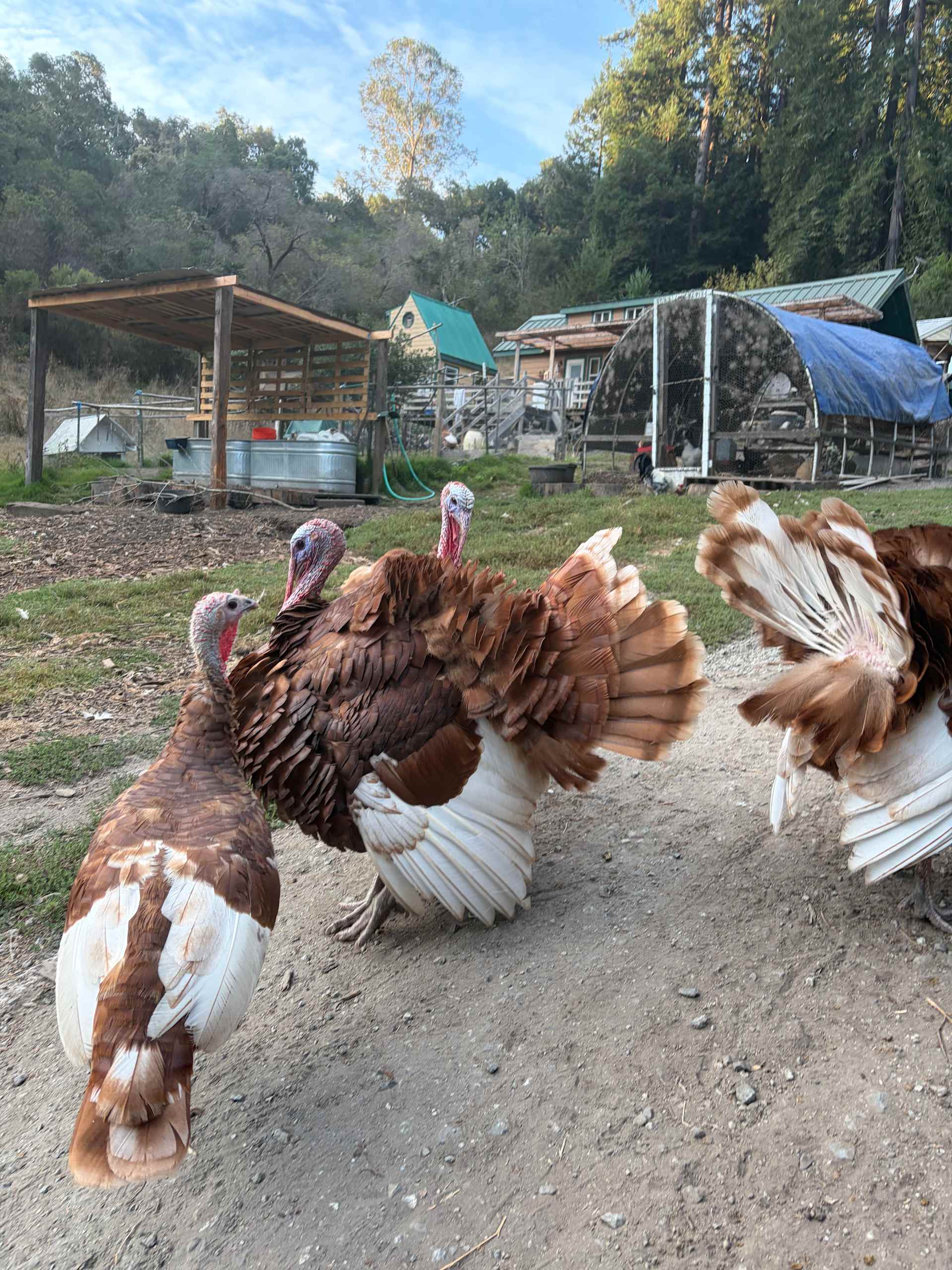 Turkeys! 