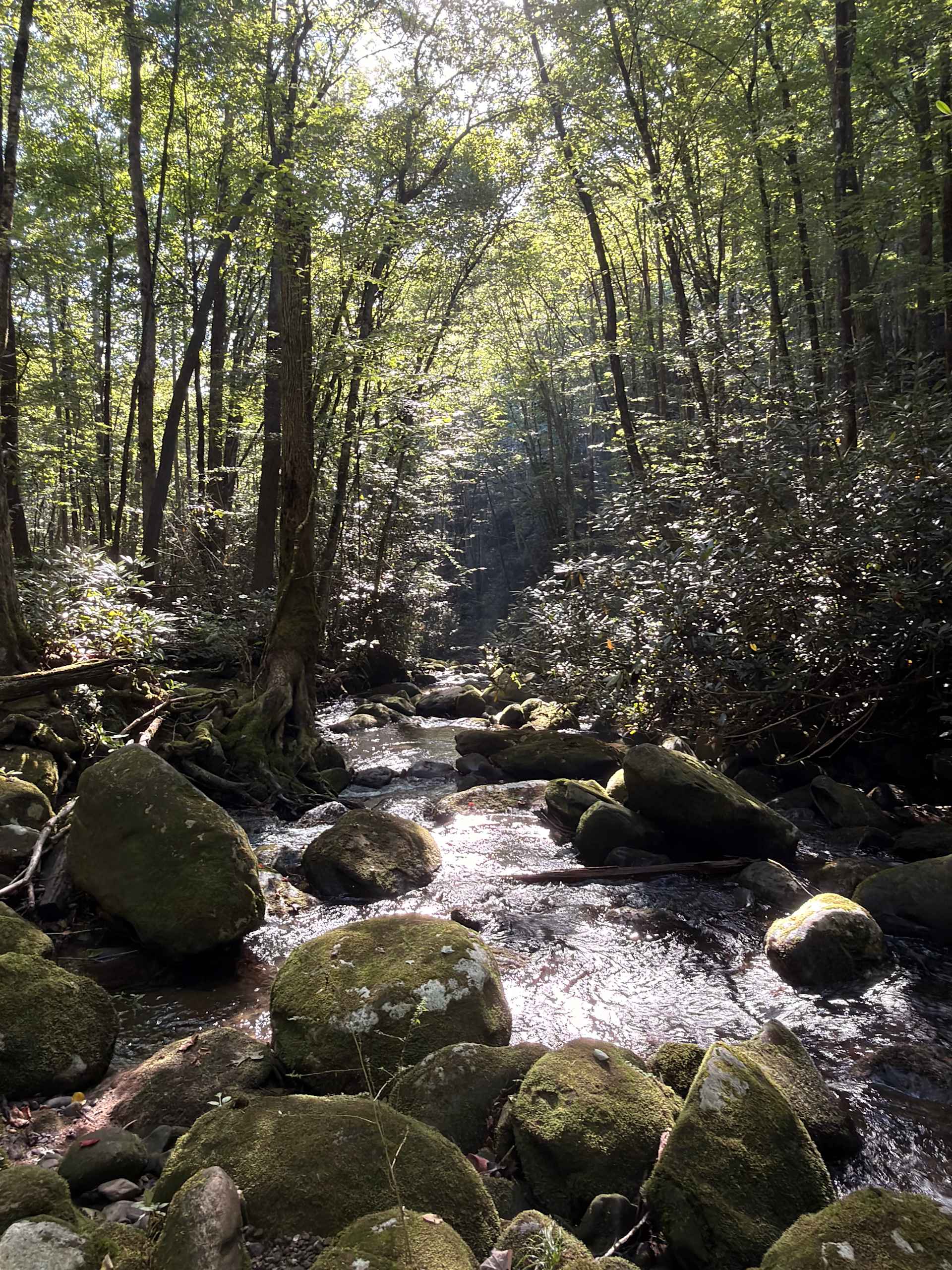 Mountain Creek Rest