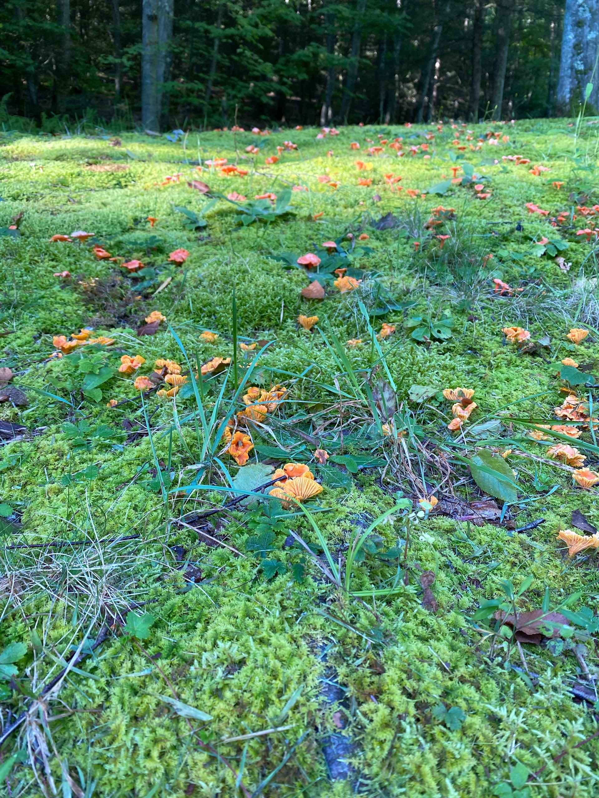 so many cool mushrooms to look at
