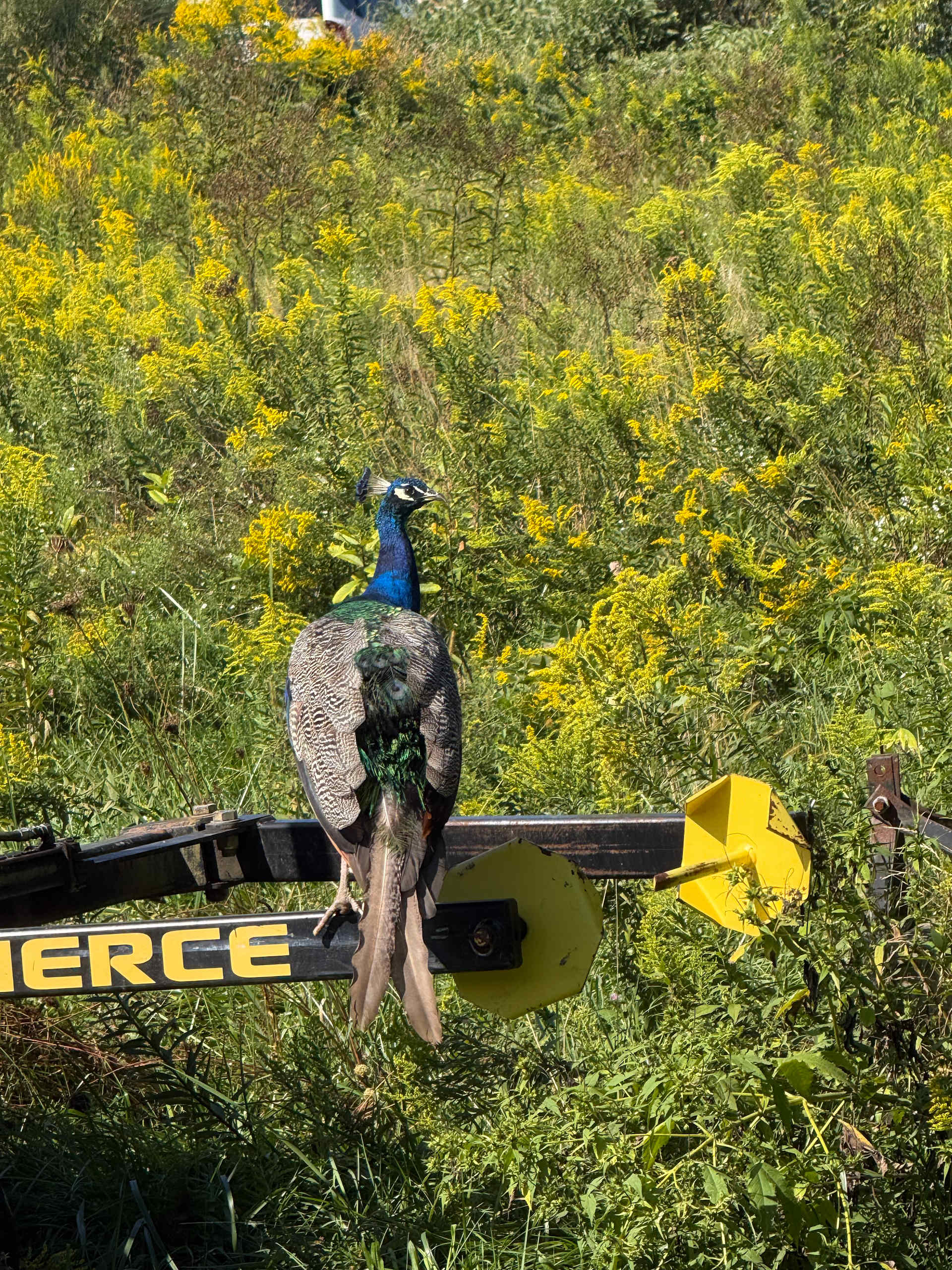 Peacock 