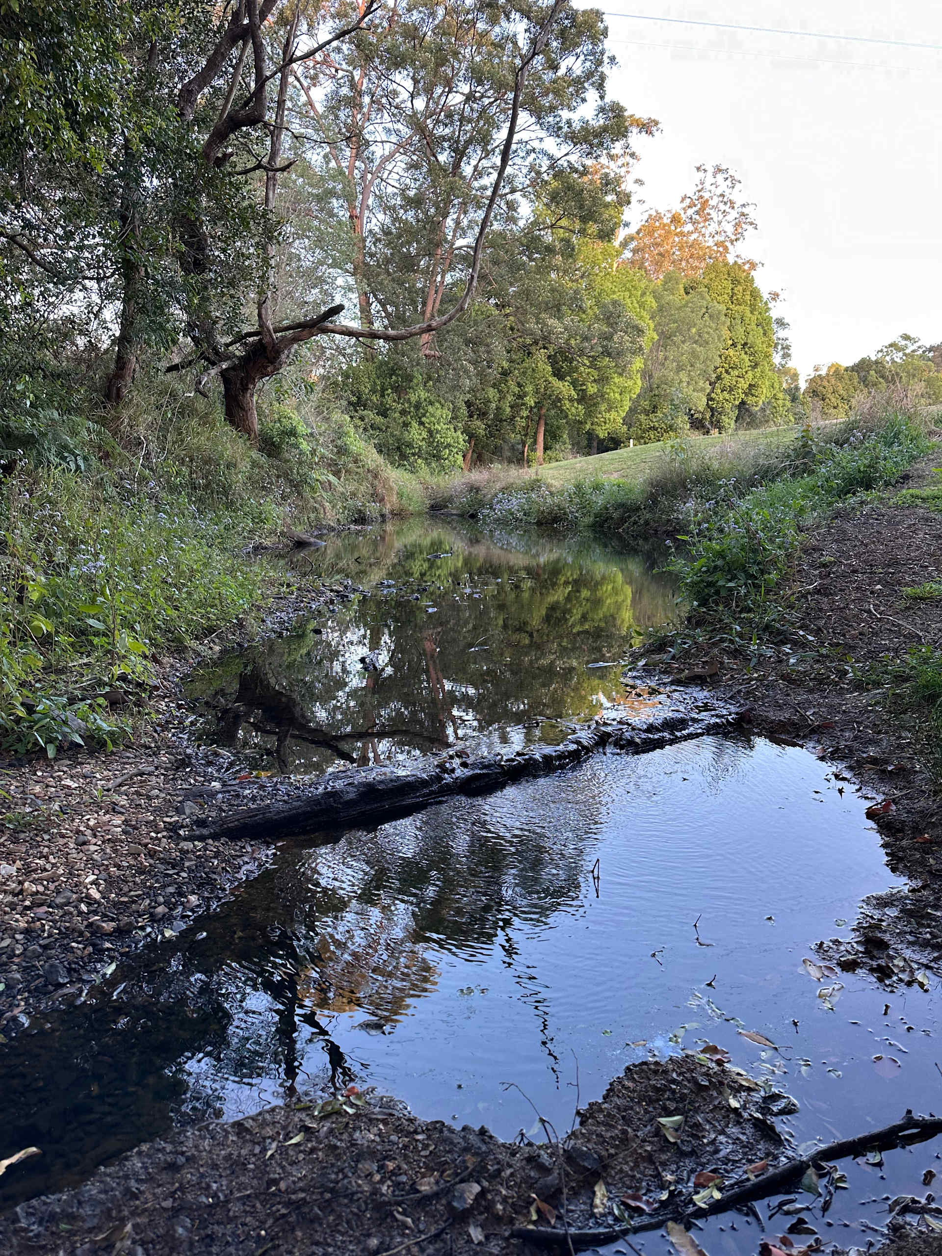 Platypus bend 