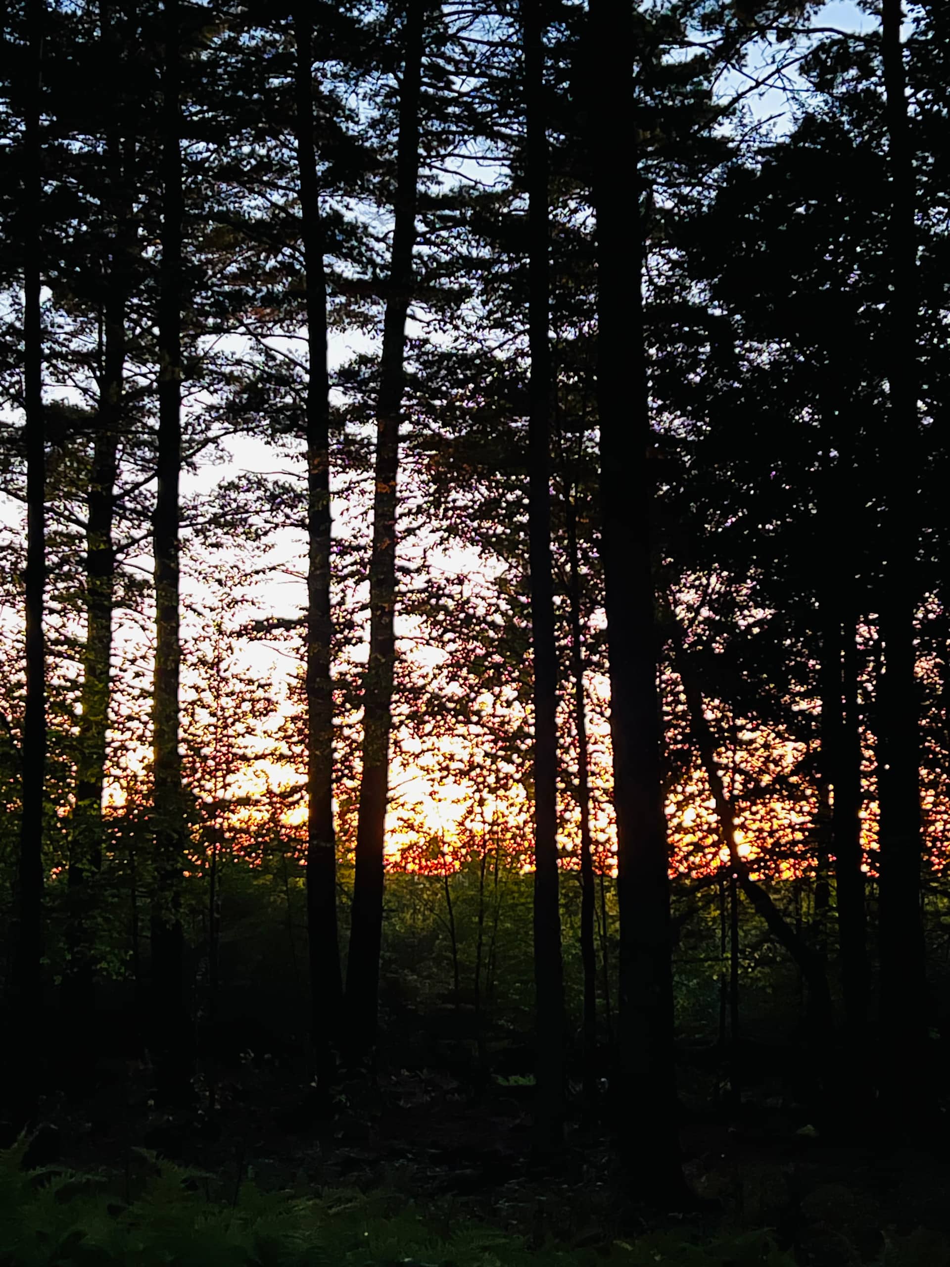 Hidden Pines