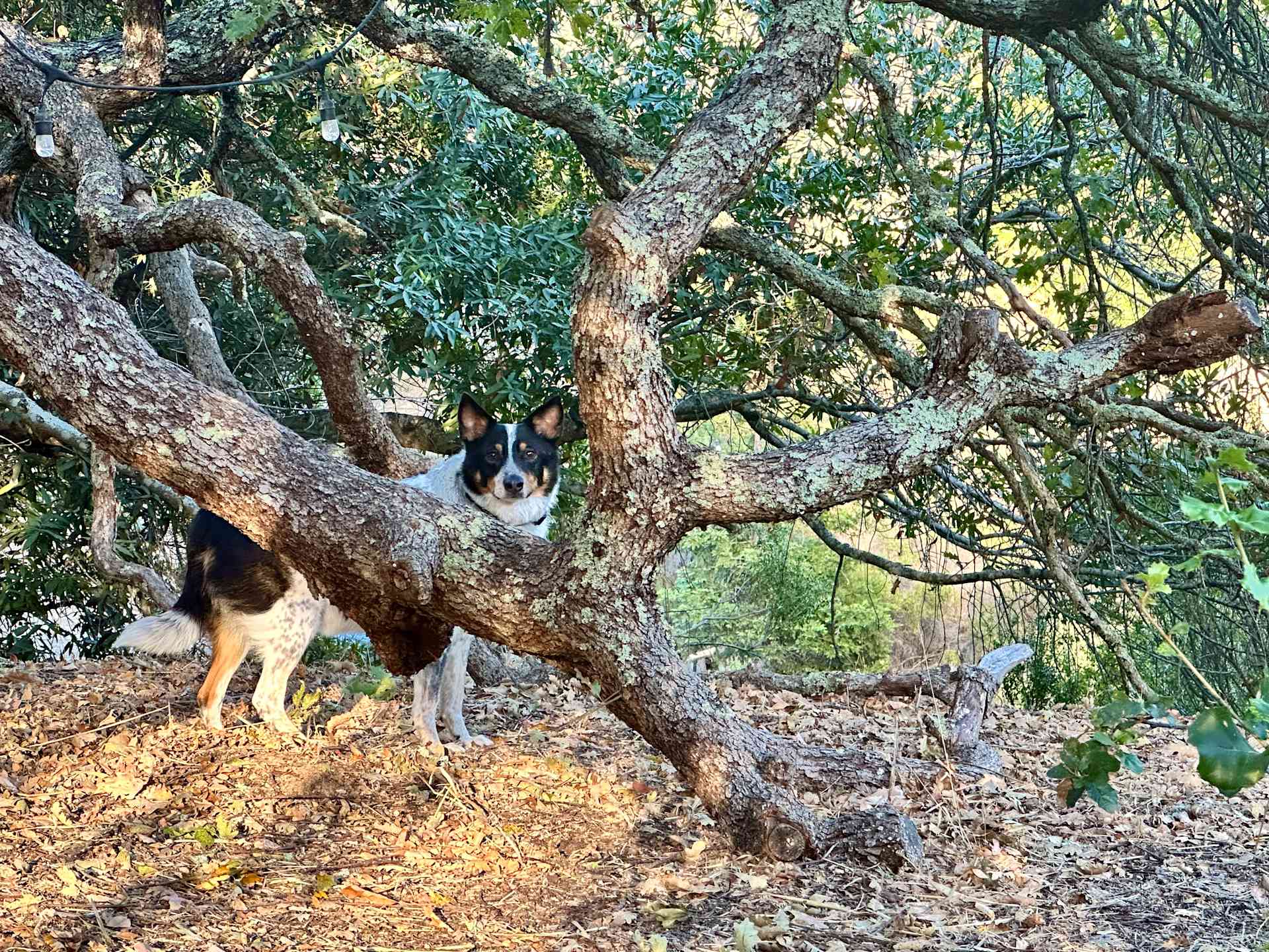 The Olive Farm