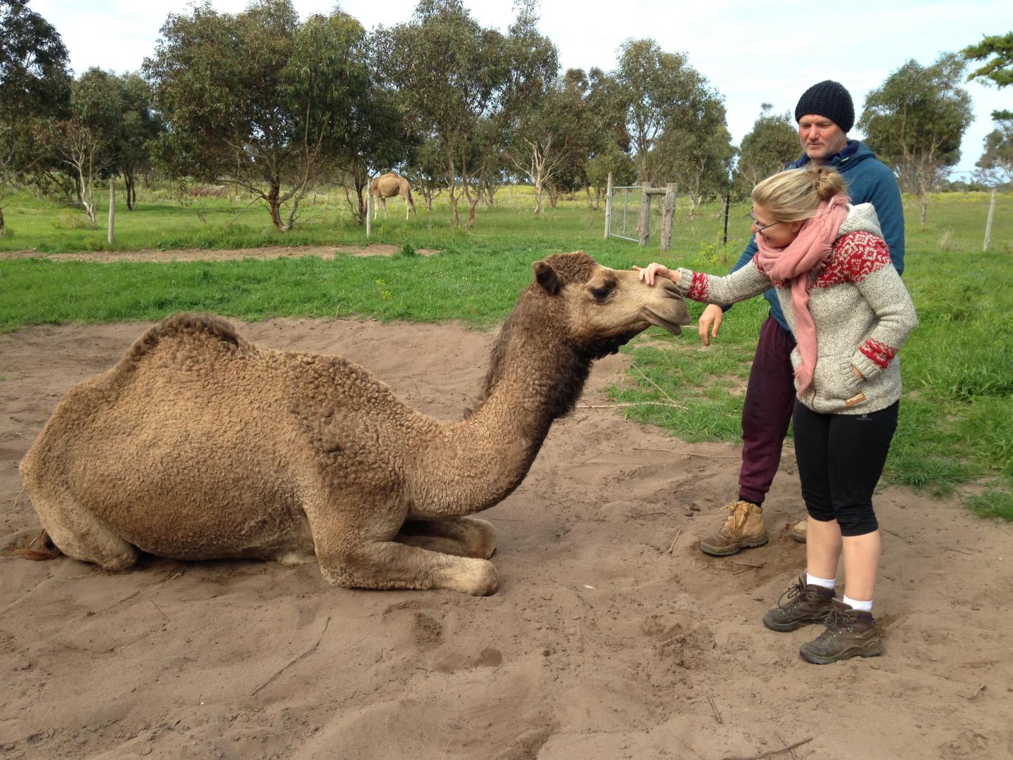 Camel encounters