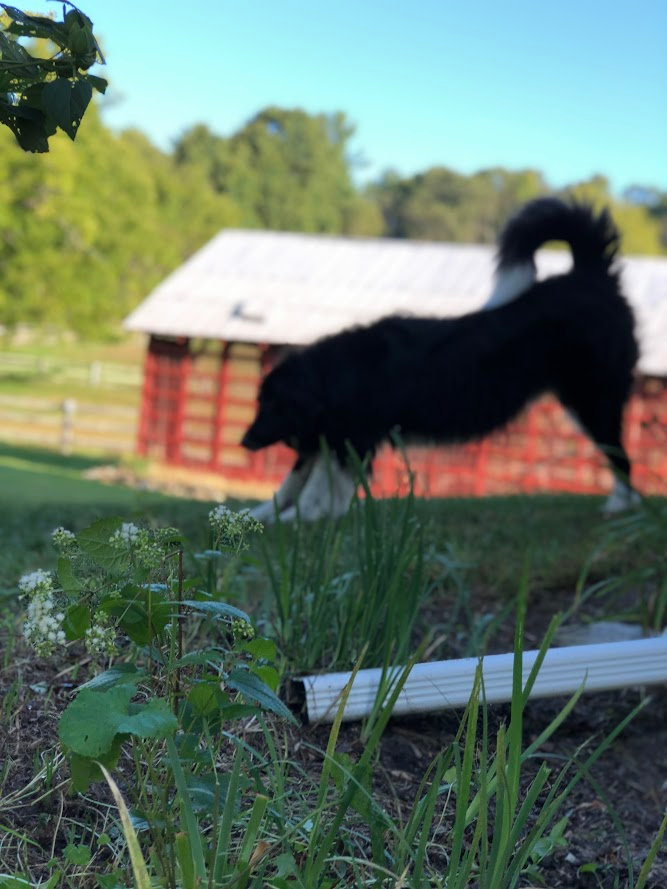 Fairie Tale Farm